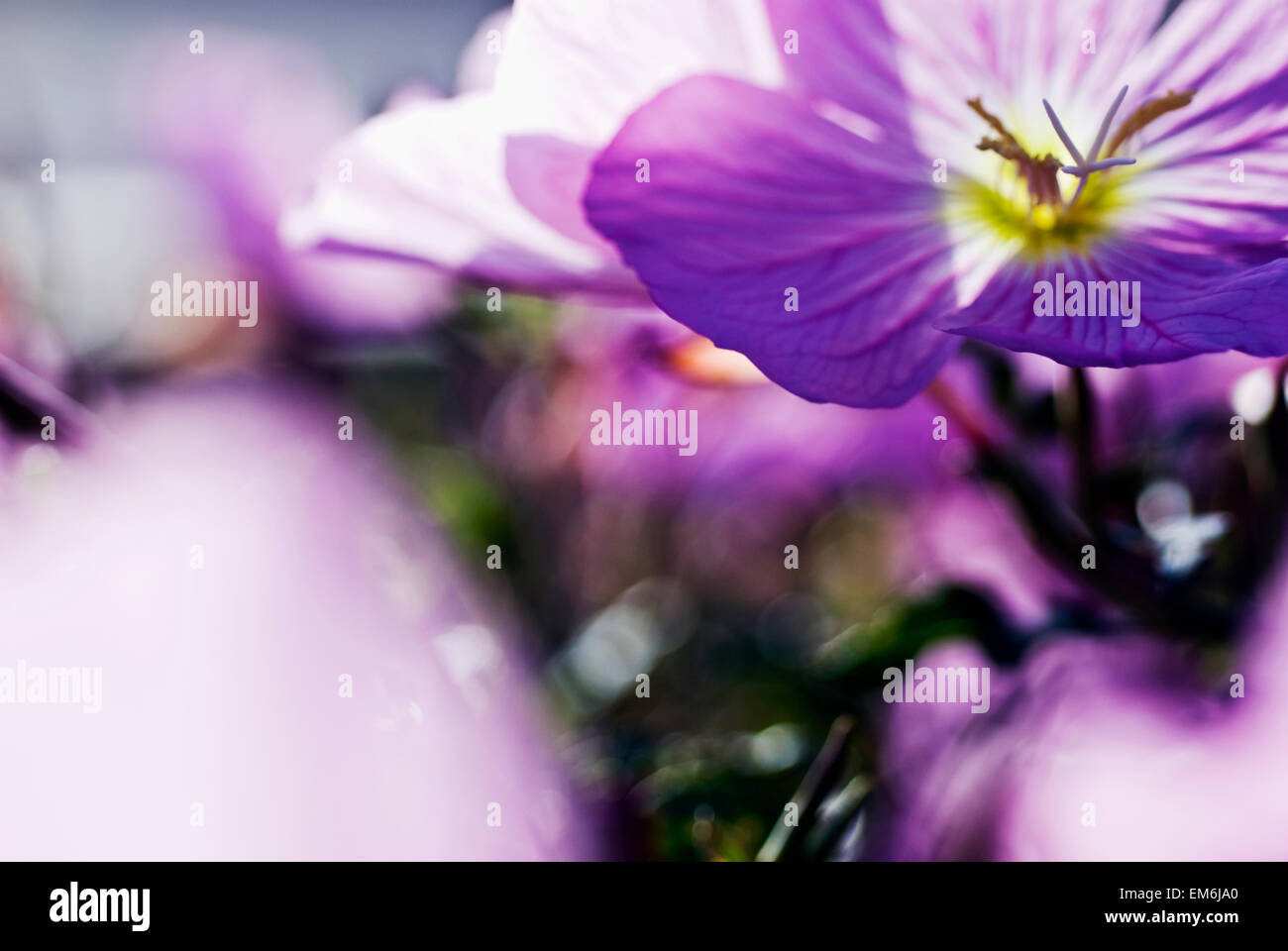 Hardy Geranium Mayflower, Close-Up Of Purple Blossoms. Stock Photo
