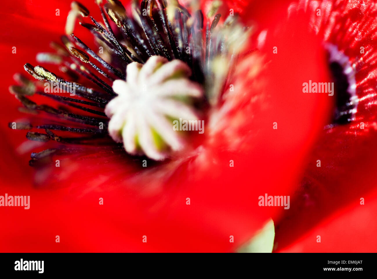Potentilla Gibson's Scarlet, Extreme Close-Up Of Bright Red Blossom. Stock Photo