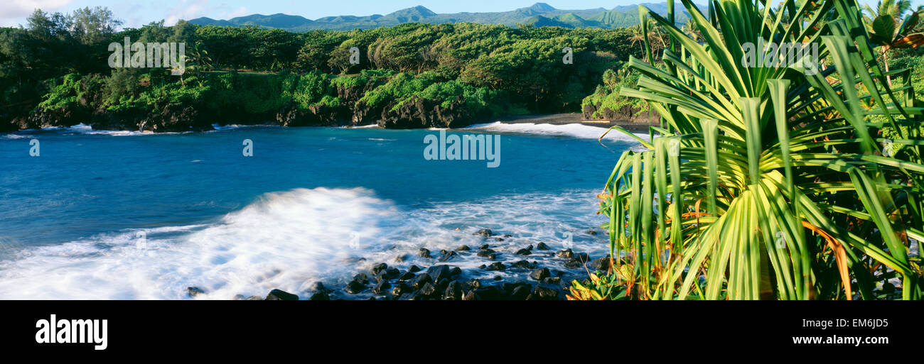 USA, Hawaii, Maui, Lauhala Tree In Foreground; Hana, Waianapanapa State Park, Black Sand Beach Stock Photo