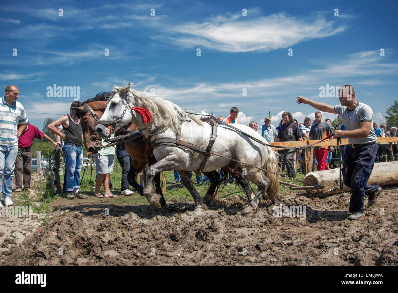 Two horses pulling a log over finish Stock Photo Alamy
