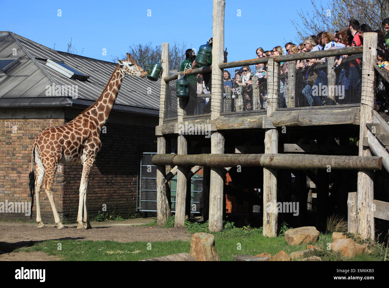 Visitors watching the giraffe feeding time at London Zoo, in Regent's
