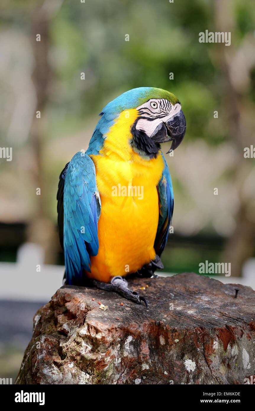 Bright photo of a large blue macaw parrot in the park Stock Photo