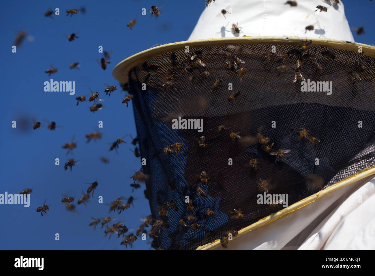 A beekeeper walks in a swarm of honey bees buzzing an flying in Los Alcornocales Natural Park, Cadiz province, Andalusia, Spain Stock Photo