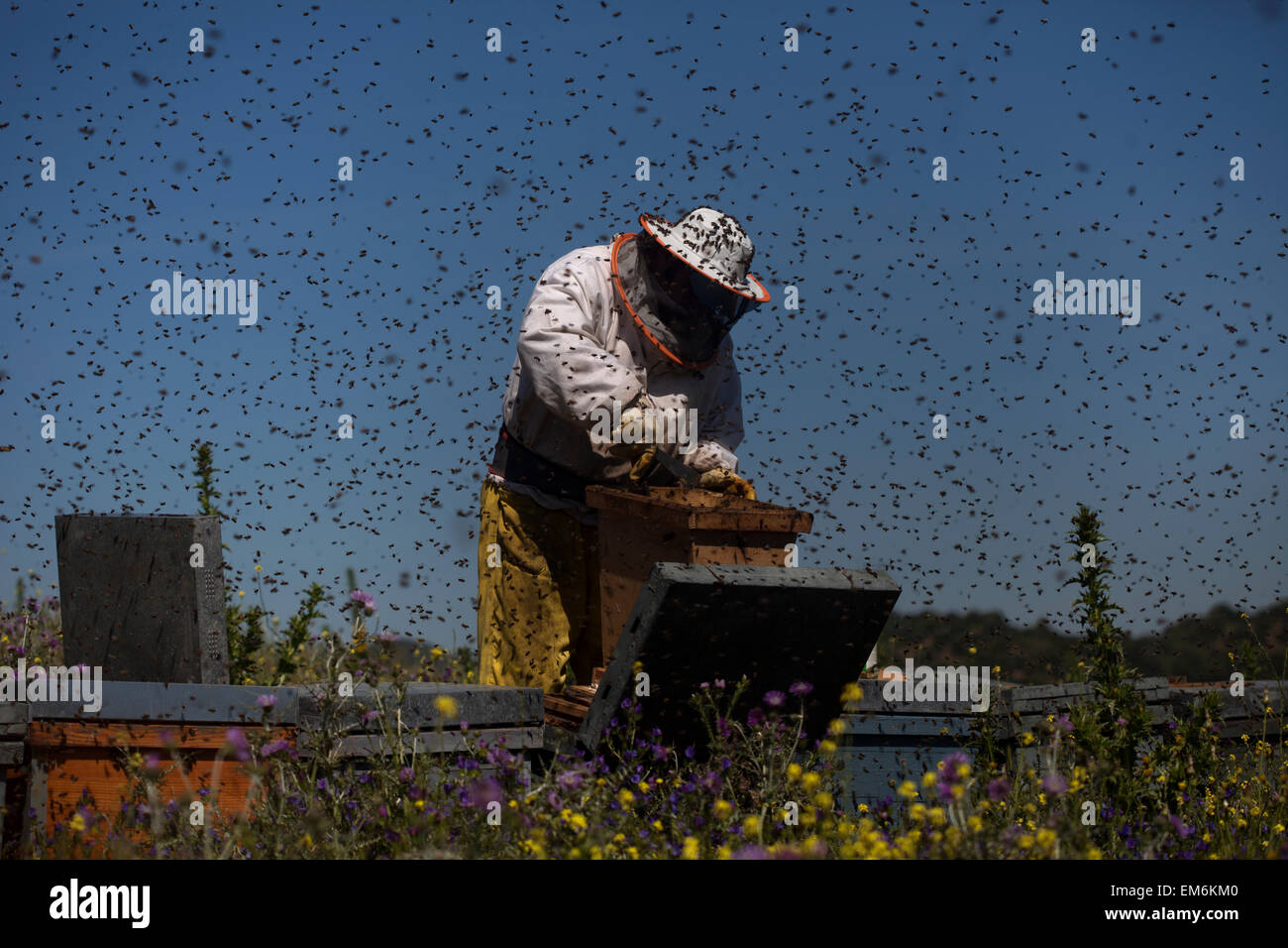 A beekeeper works in a swarm of honey bees buzzing an flying in Los Alcornocales Natural Park, Cadiz province, Andalusia, Spain Stock Photo