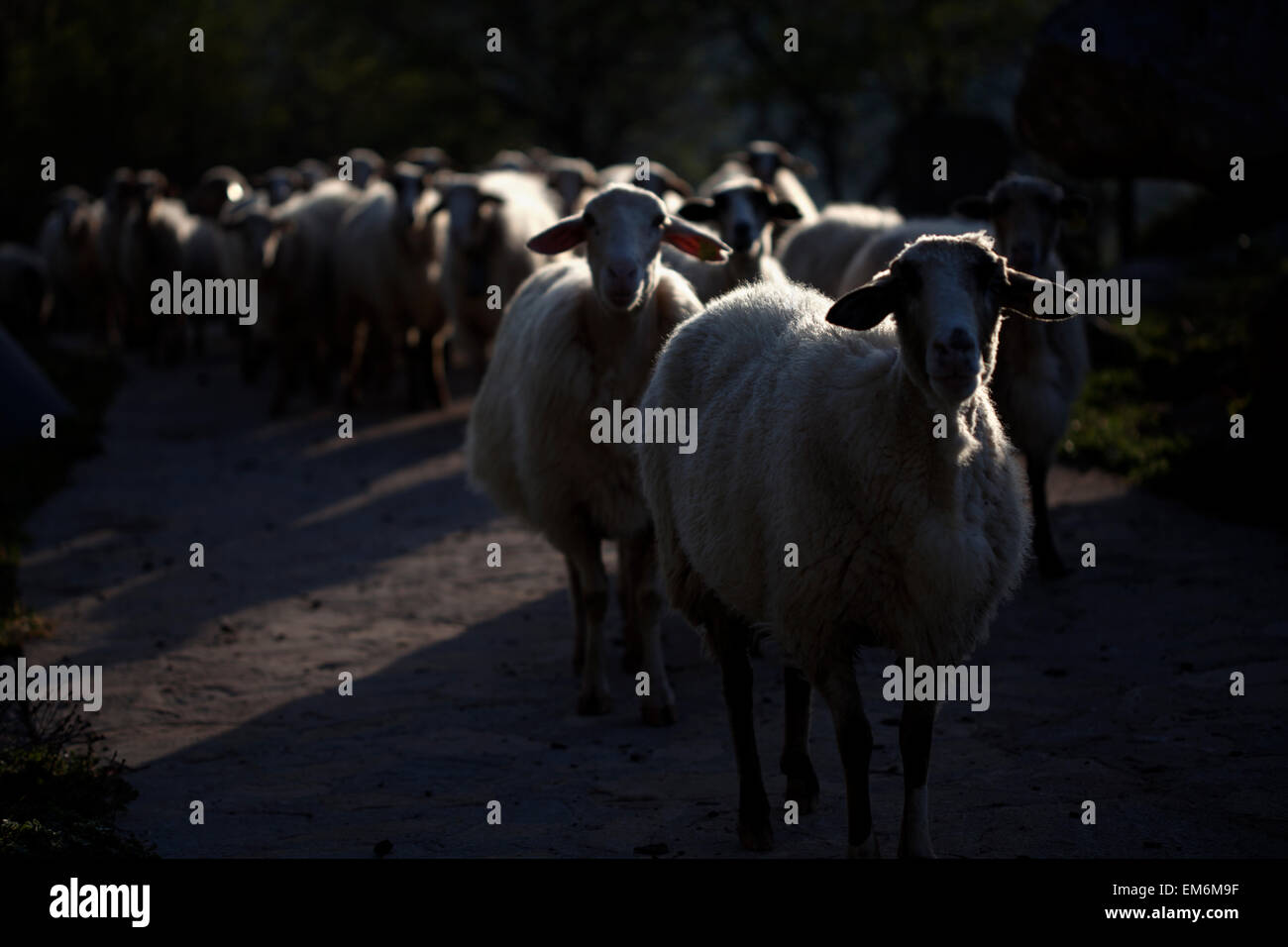 A flock of sheep walk in a road in Villaluenga del Rosario, in the Sierra de Grazalema National Park, Cadiz province, Andalusia, Spain Stock Photo