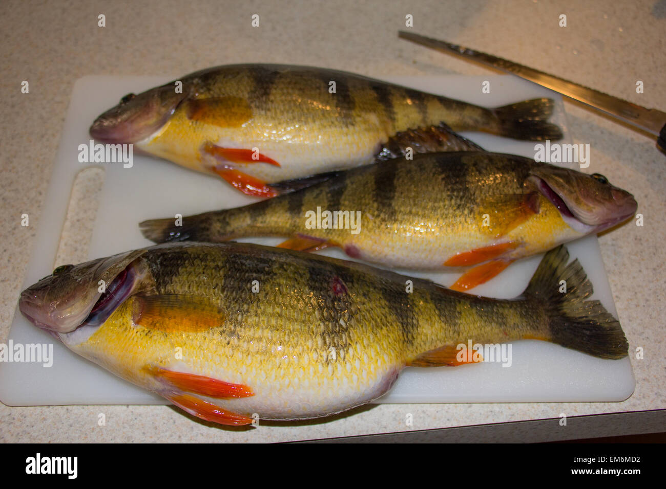 Perch fins hires stock photography and images Alamy