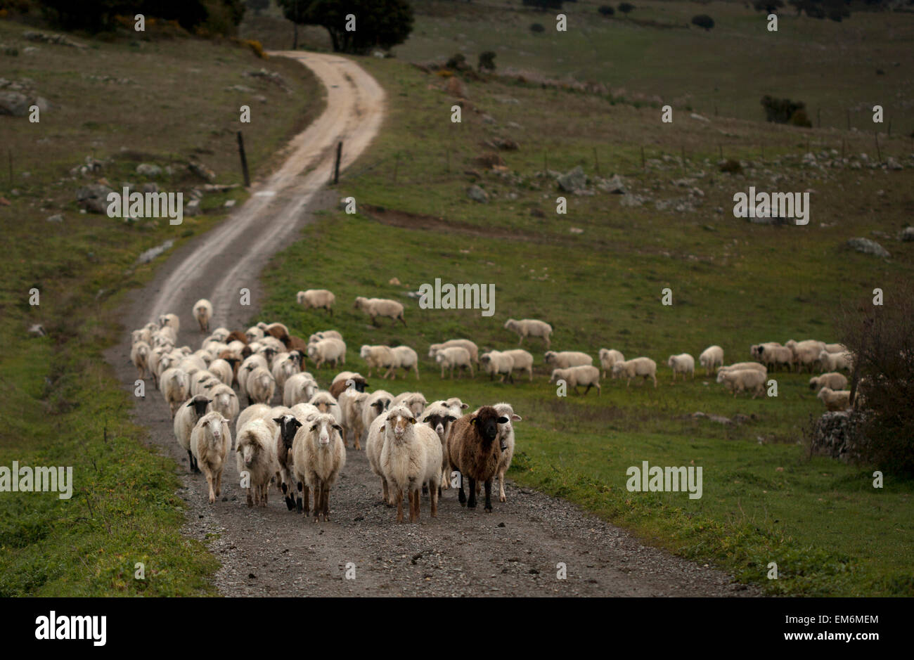 A flock of sheep walk in a dirt road in Villaluenga del Rosario, in the Sierra de Grazalema National Park, Cadiz province, Andalusia, Spain Stock Photo