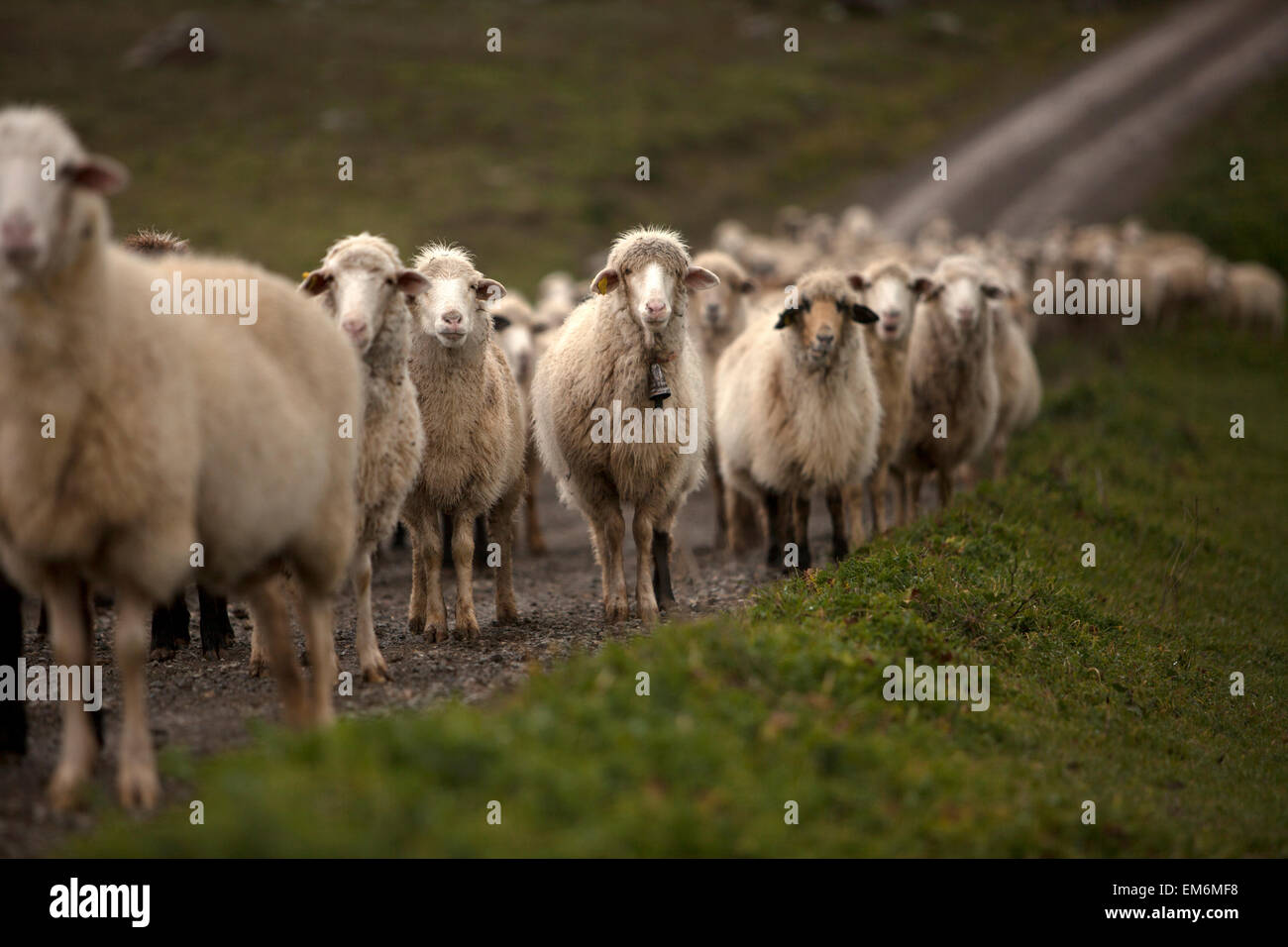 A flock of sheep stands in a meadow in Villaluenga del Rosario, in the Sierra de Grazalema National Park, Cadiz province, Andalusia, Spain Stock Photo