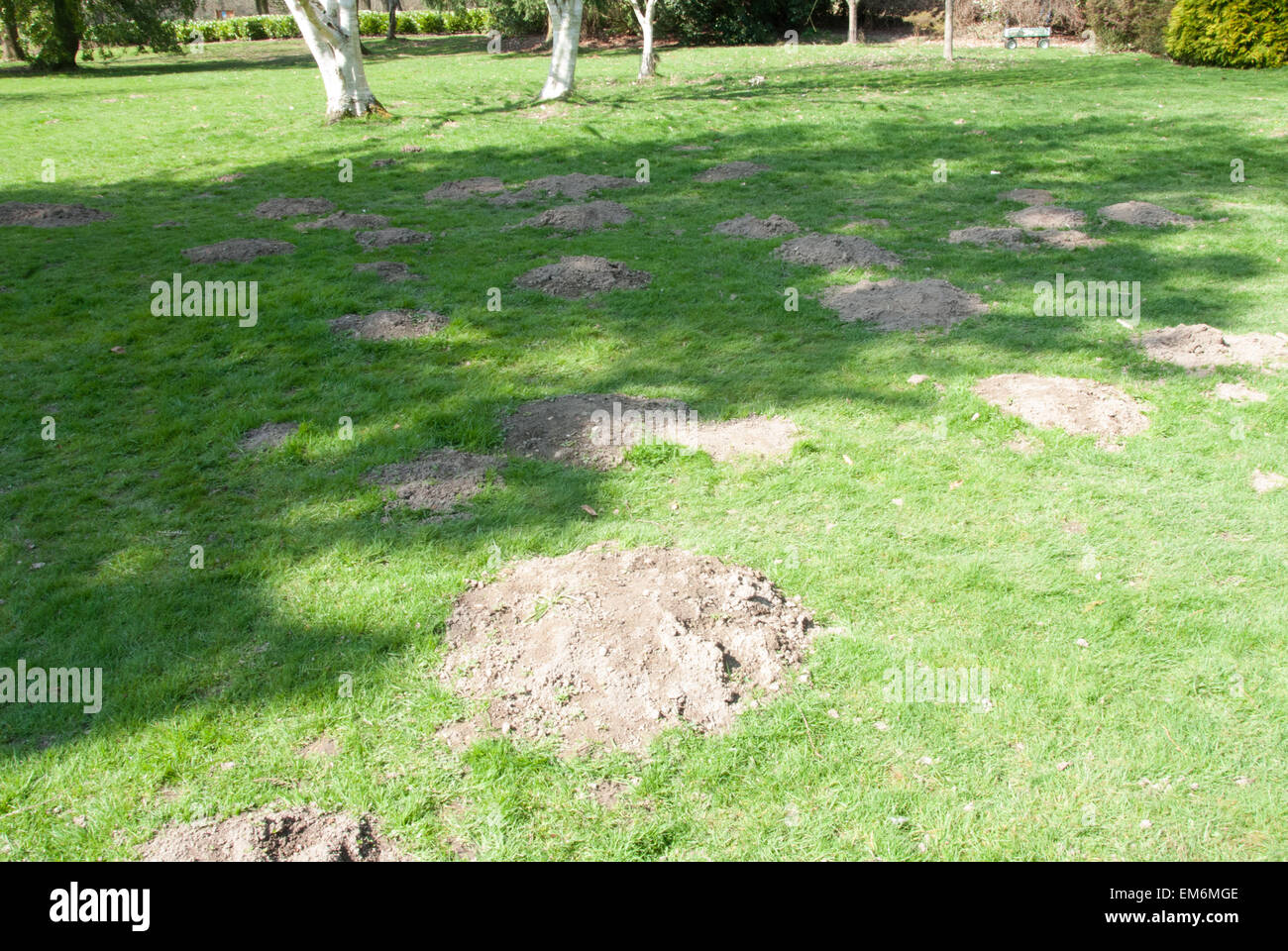 Excavated mounds of soil (molehills) at Langley Park in Buckinghamshire Stock Photo