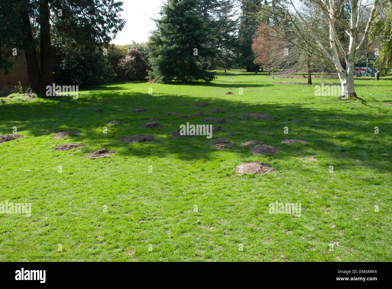 Excavated mounds of soil (molehills) at Langley Park in Buckinghamshire Stock Photo