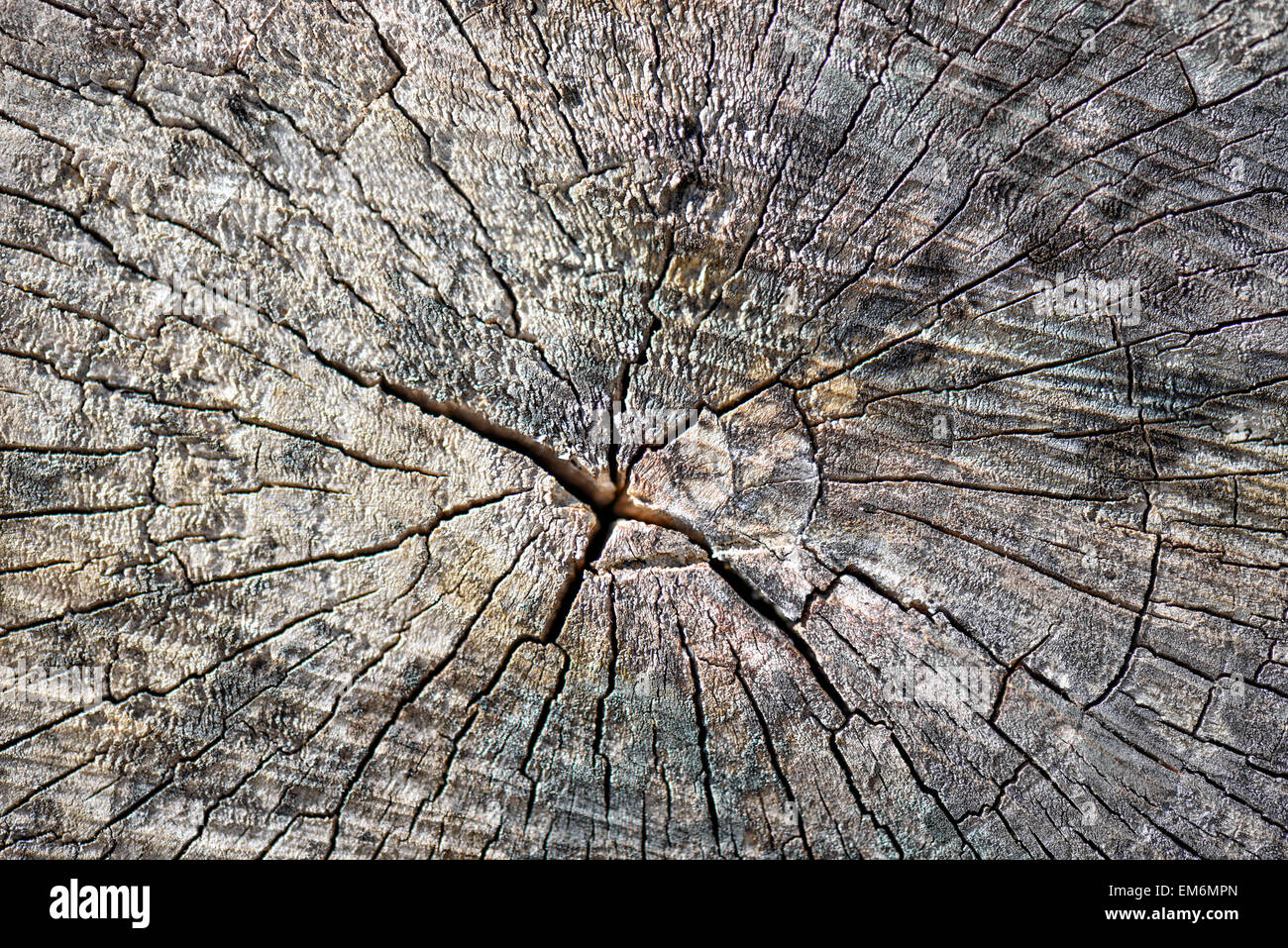 Old tree stump surface with cracks and fractures radiating from the ...