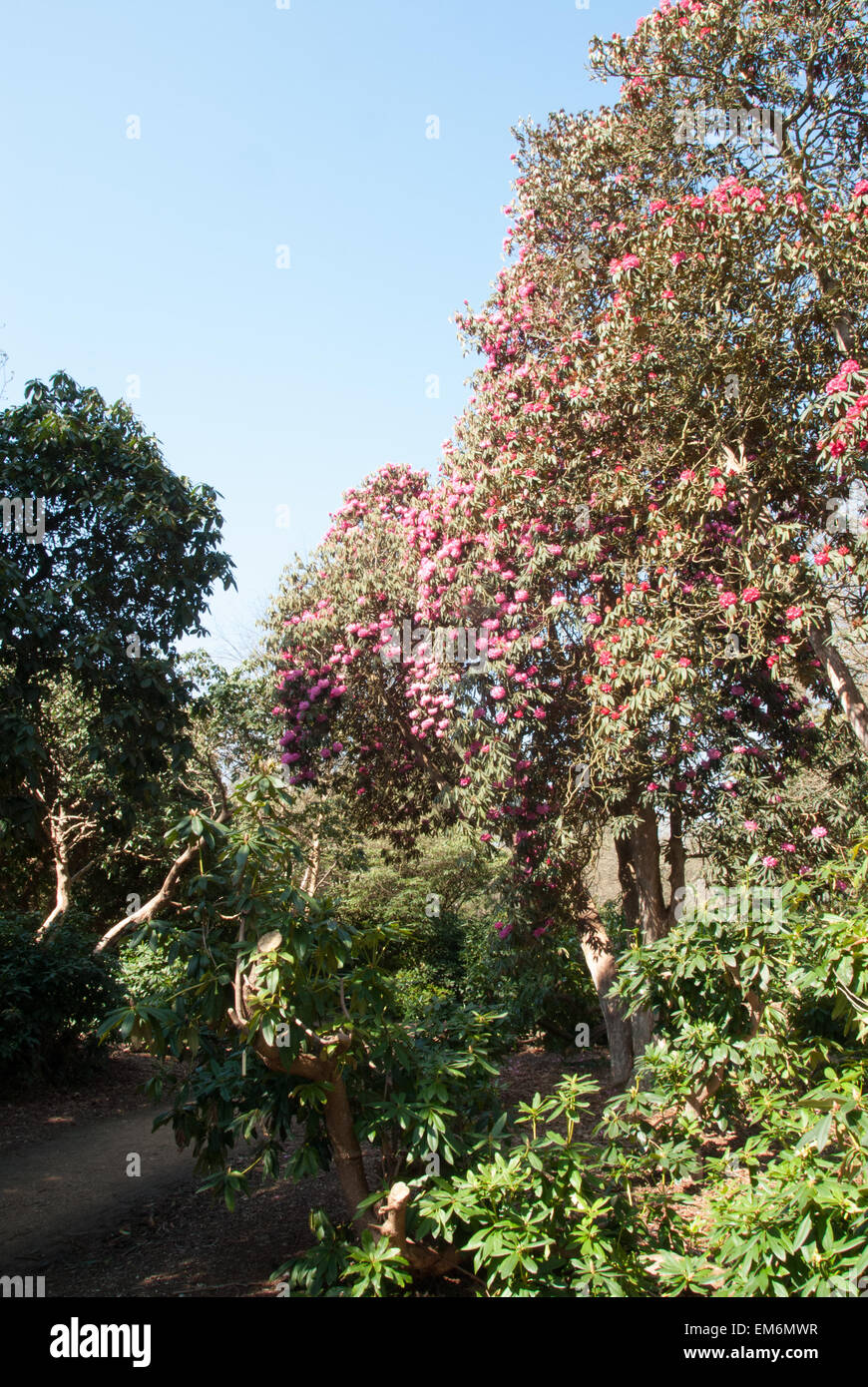 Rhododendron trees at Langley Park, Buckinghamshire Stock Photo