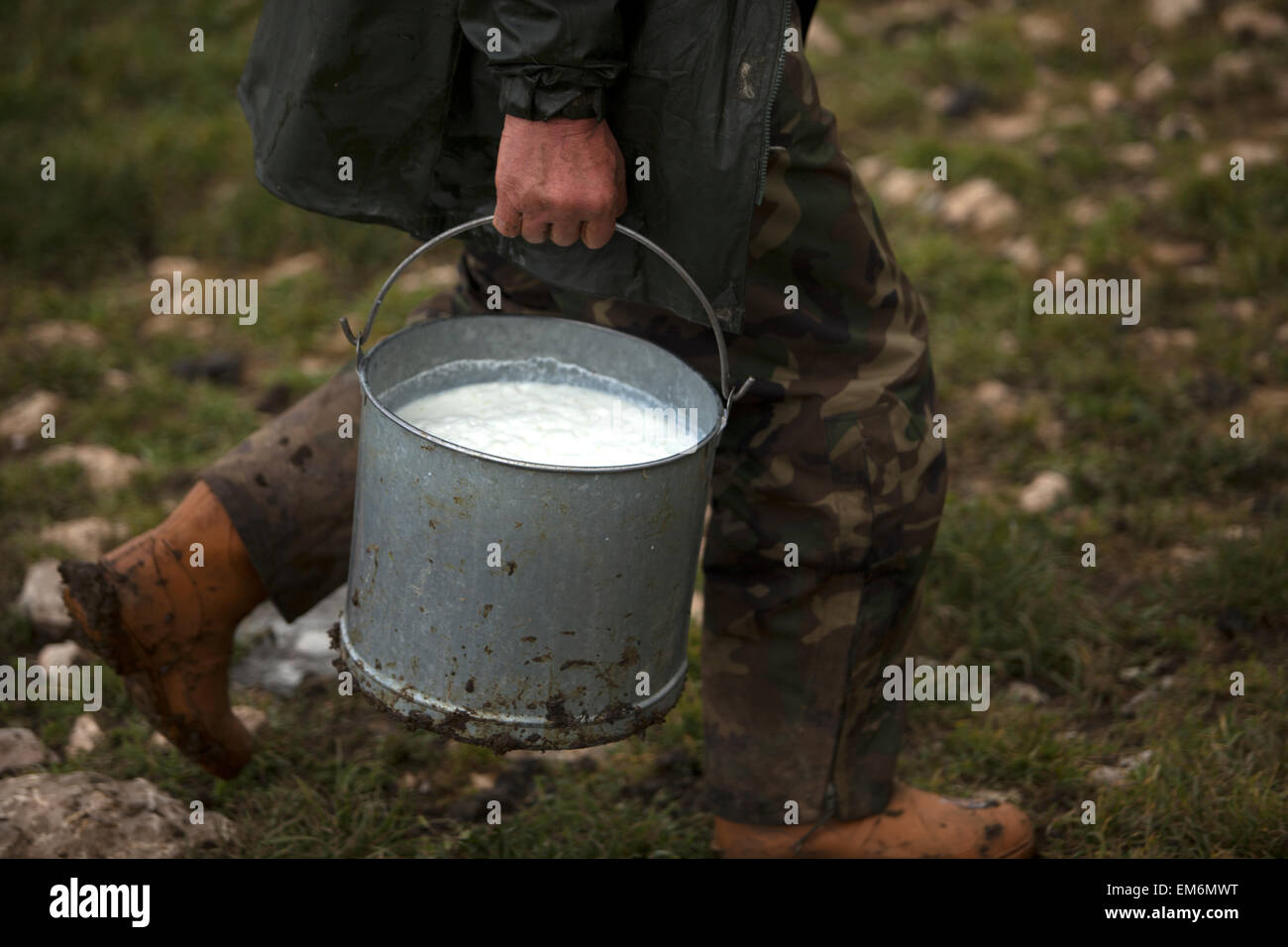 A shepherd collects milk in Villaluenga del Rosario, in the Sierra de Grazalema National Park, Cadiz province, Andalusia, Spain Stock Photo