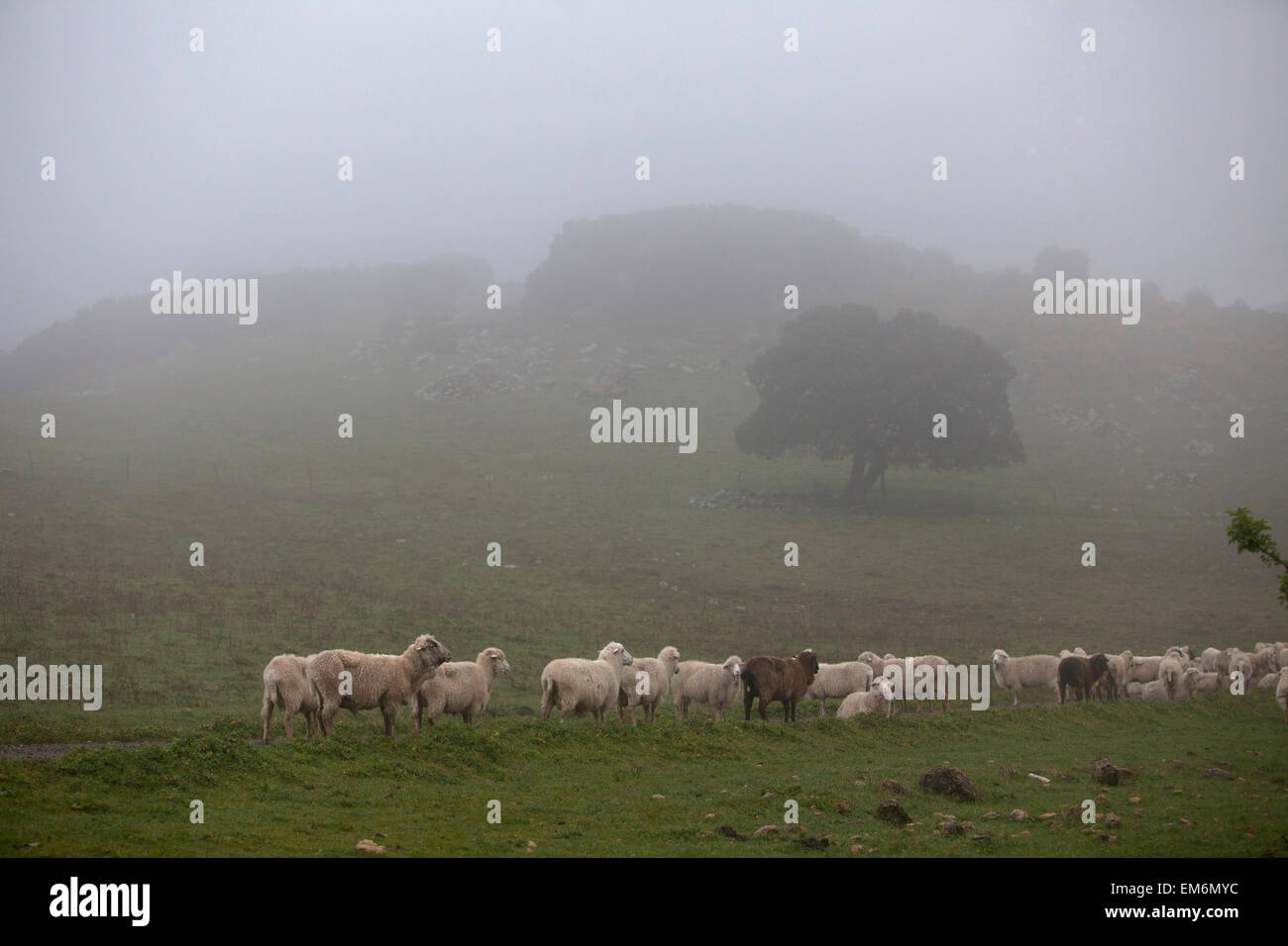 A flock of sheep walk in a dirt road in Villaluenga del Rosario, in the Sierra de Grazalema National Park, Cadiz province, Andalusia, Spain Stock Photo