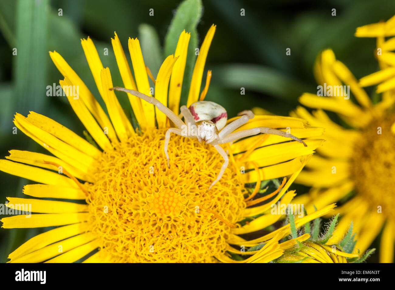 Yellow crab spider yellow flower hires stock photography and images