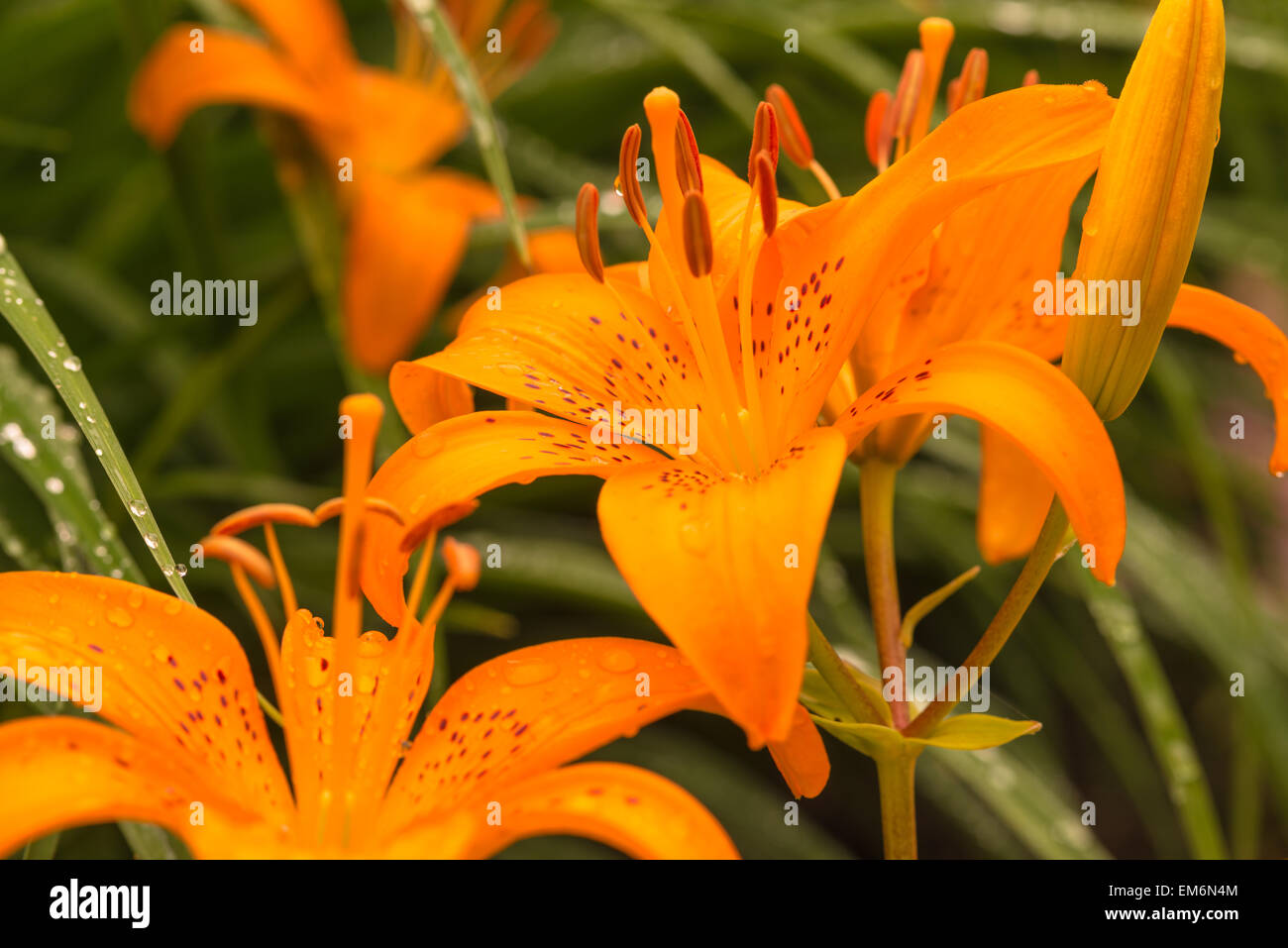 Orange Asiatic lilies covered in early morning dew, St Albert Botanical Garden, St Albert, Alberta Stock Photo