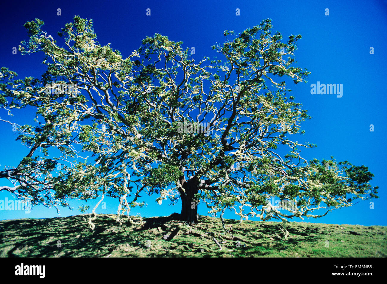 USA, Hawaii, Native Koa Tree ManaKeanakolu Road; Big Island Stock
