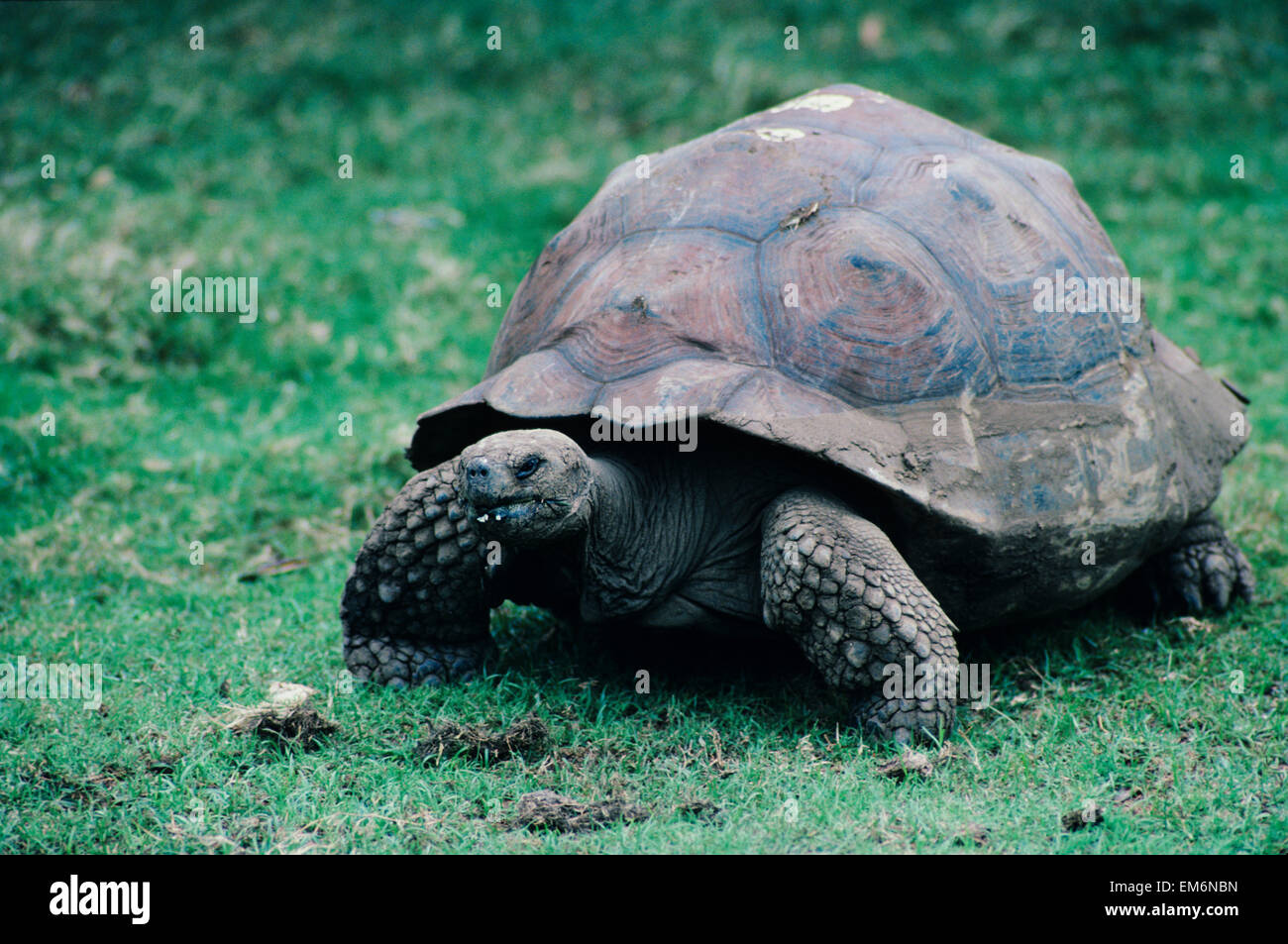 USA, Hawaii, Oahu, Honolulu Zoo; Honolulu, Galapagos Tortoise Stock ...