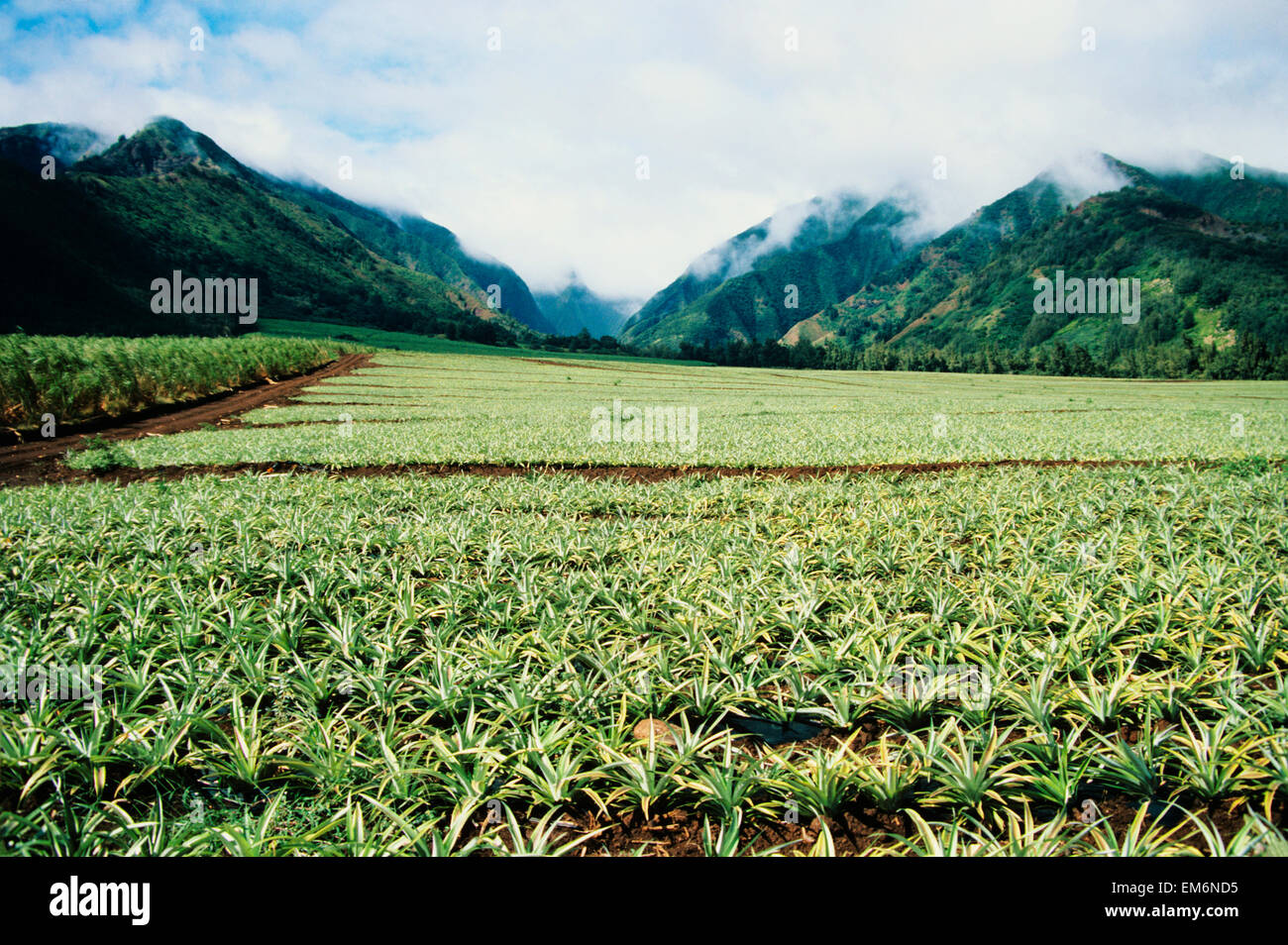 Pineapple fields oahu hawaii hires stock photography and images Alamy