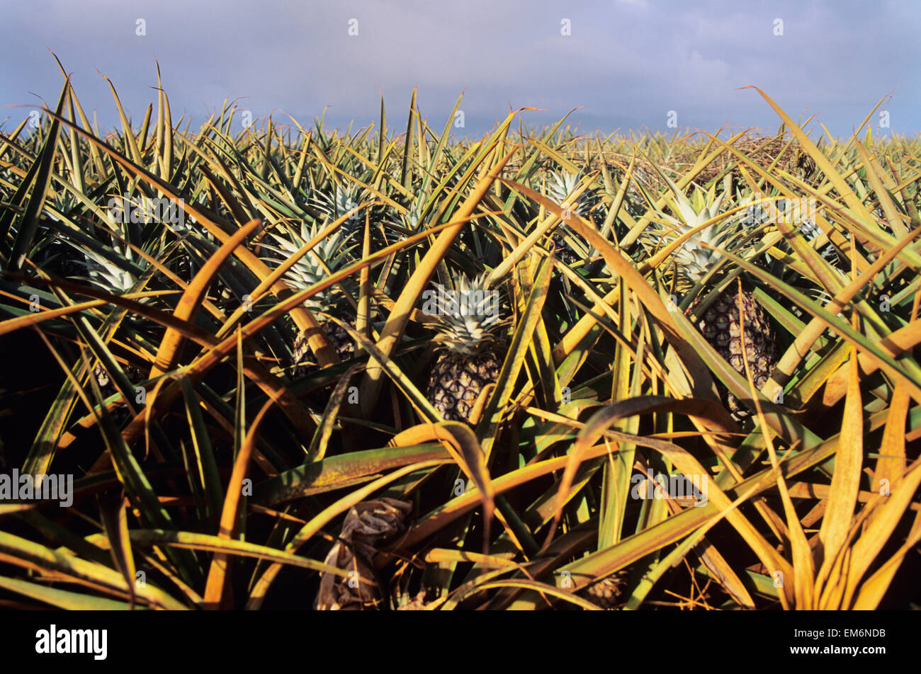 Pineapple fields oahu hawaii hires stock photography and images Alamy