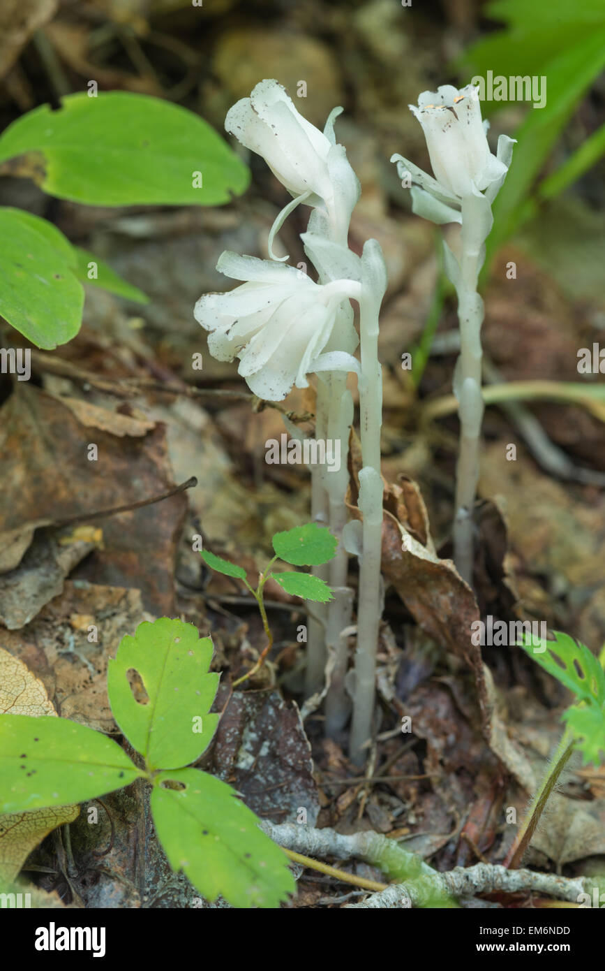 Indian-pipe, Monotropa uniflora, a saprophytic plant growing on the forest floor, Glory Hills Natural Area, Alberta Stock Photo