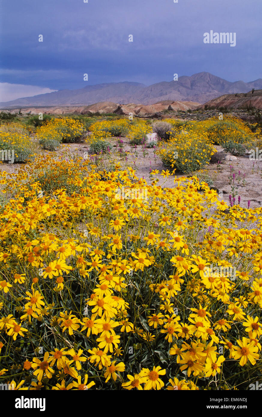 California, Anza-Borrego Desert State Park, Arroyo Salado, Desert Landscape With California Brittlebush In Foreground. Stock Photo