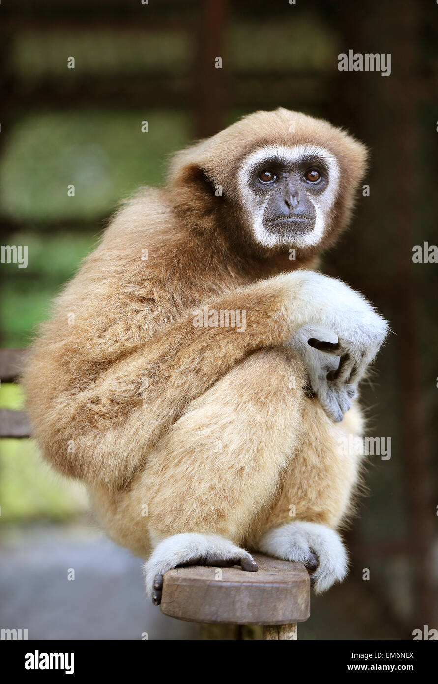 Beautiful photo fluffy monkey in the park Stock Photo - Alamy