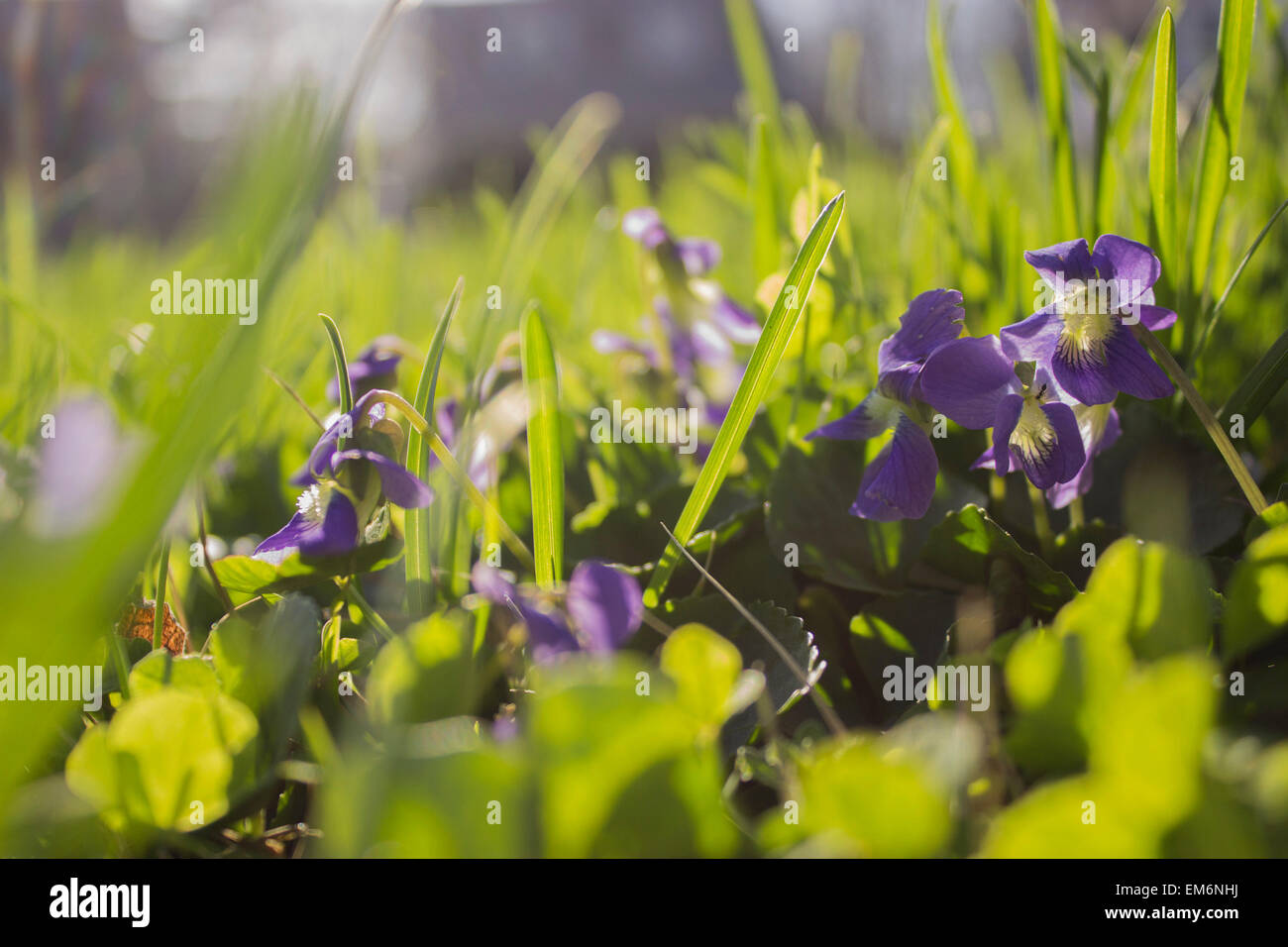 Purple wild flowers Stock Photo - Alamy