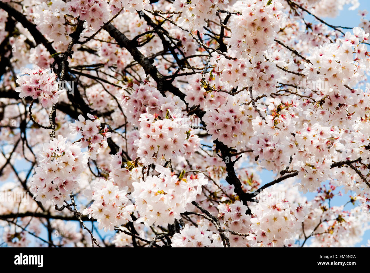 Japan, Cherry Blossom Season; Tokyo, Shinjuku Gyoen Park Stock Photo ...