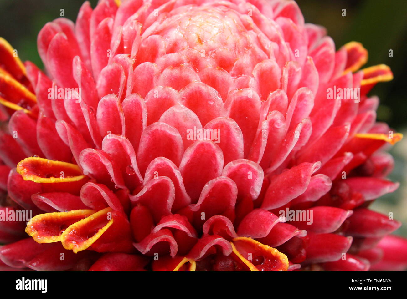 Torch ginger, Etlingera elatior Stock Photo Alamy