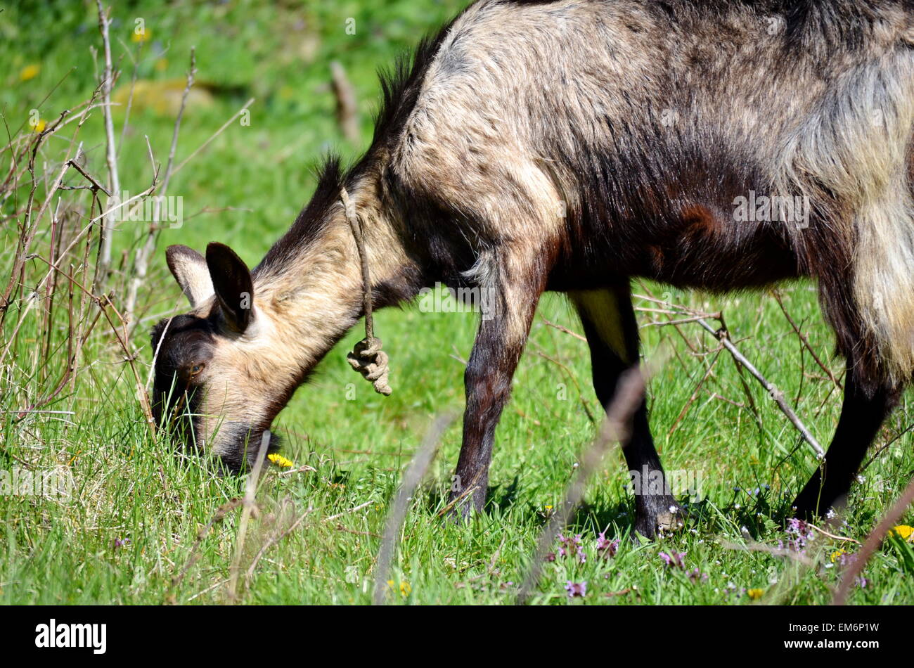 Black goat grazing in the grass Stock Photo