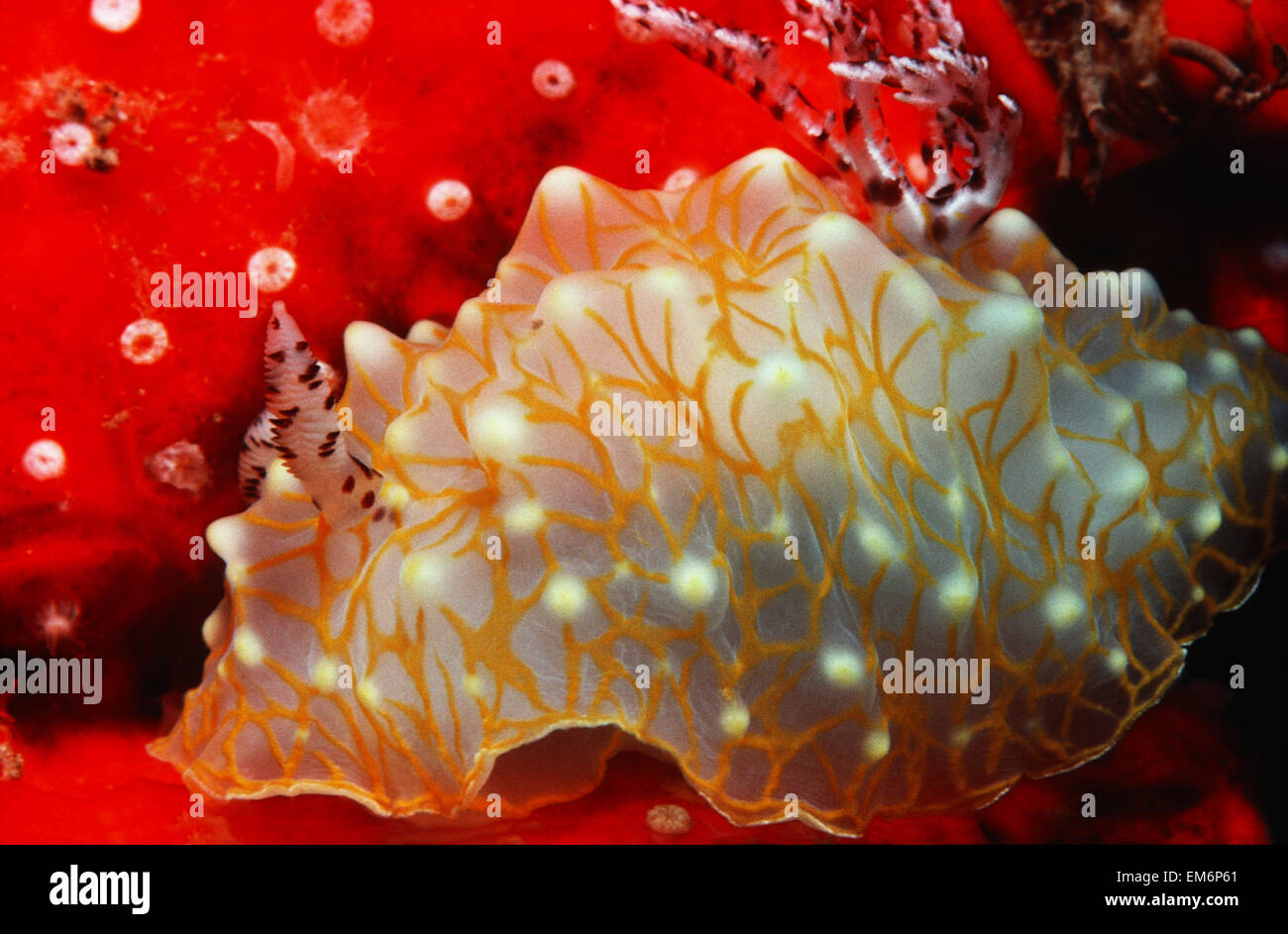 USA, With Red Sponge; Hawaii, Gold-Lace Nudibranch Stock Photo