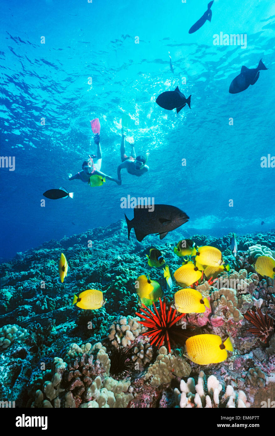 USA, Hawaii, Maui, Couple Snorkeling Over Reef With Tropical Fish