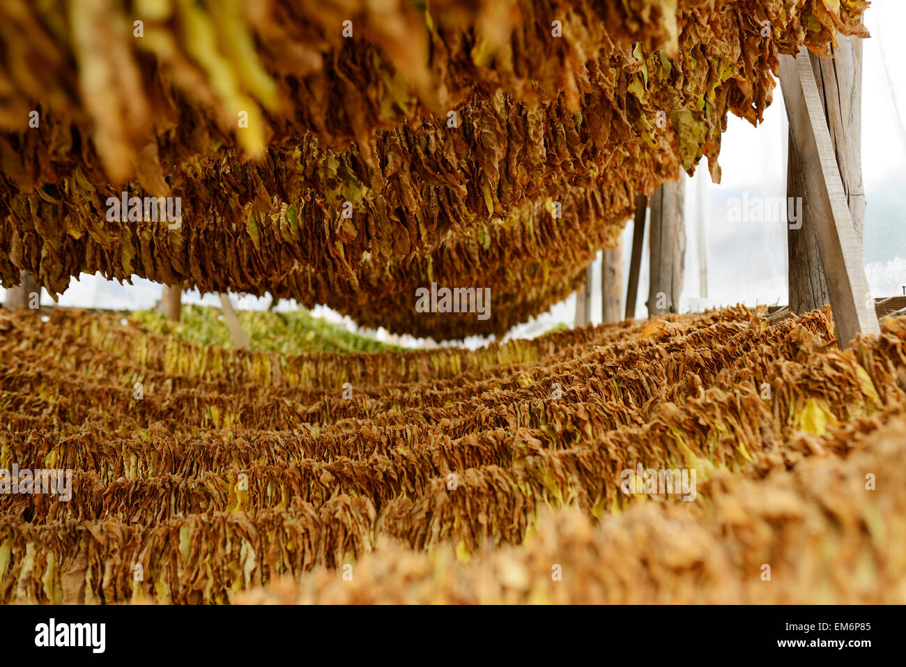 Hanging drying tobacco leaves in Macedonia. Stock Photo