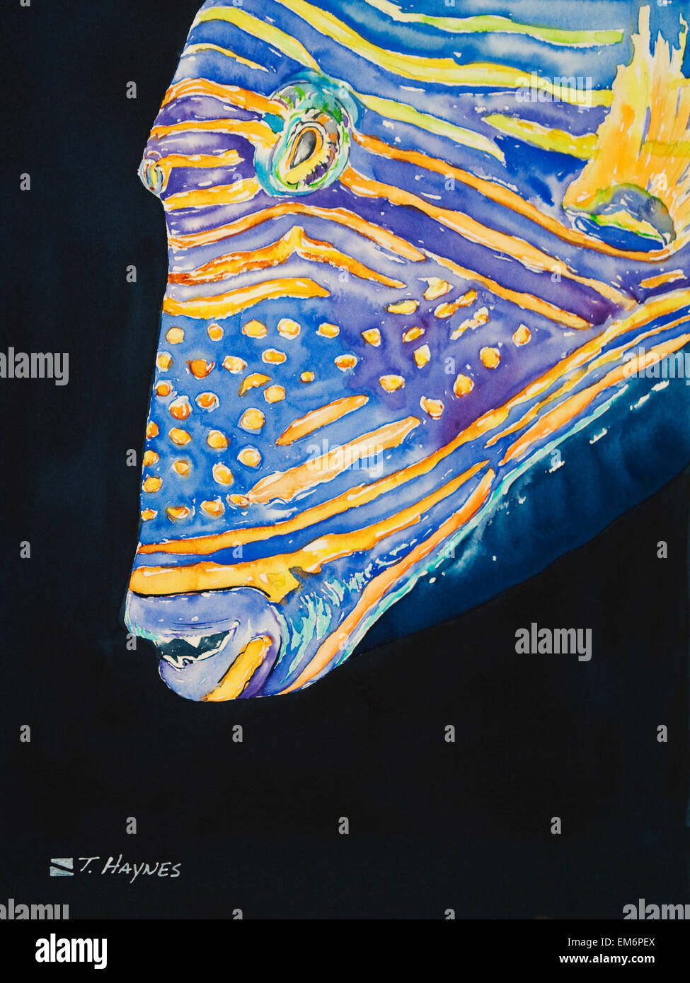 Orange-Lined Trigger, Profile Of Orange-Lined Triggerfish, Close-Up Of Head (Watercolor Painting). Stock Photo