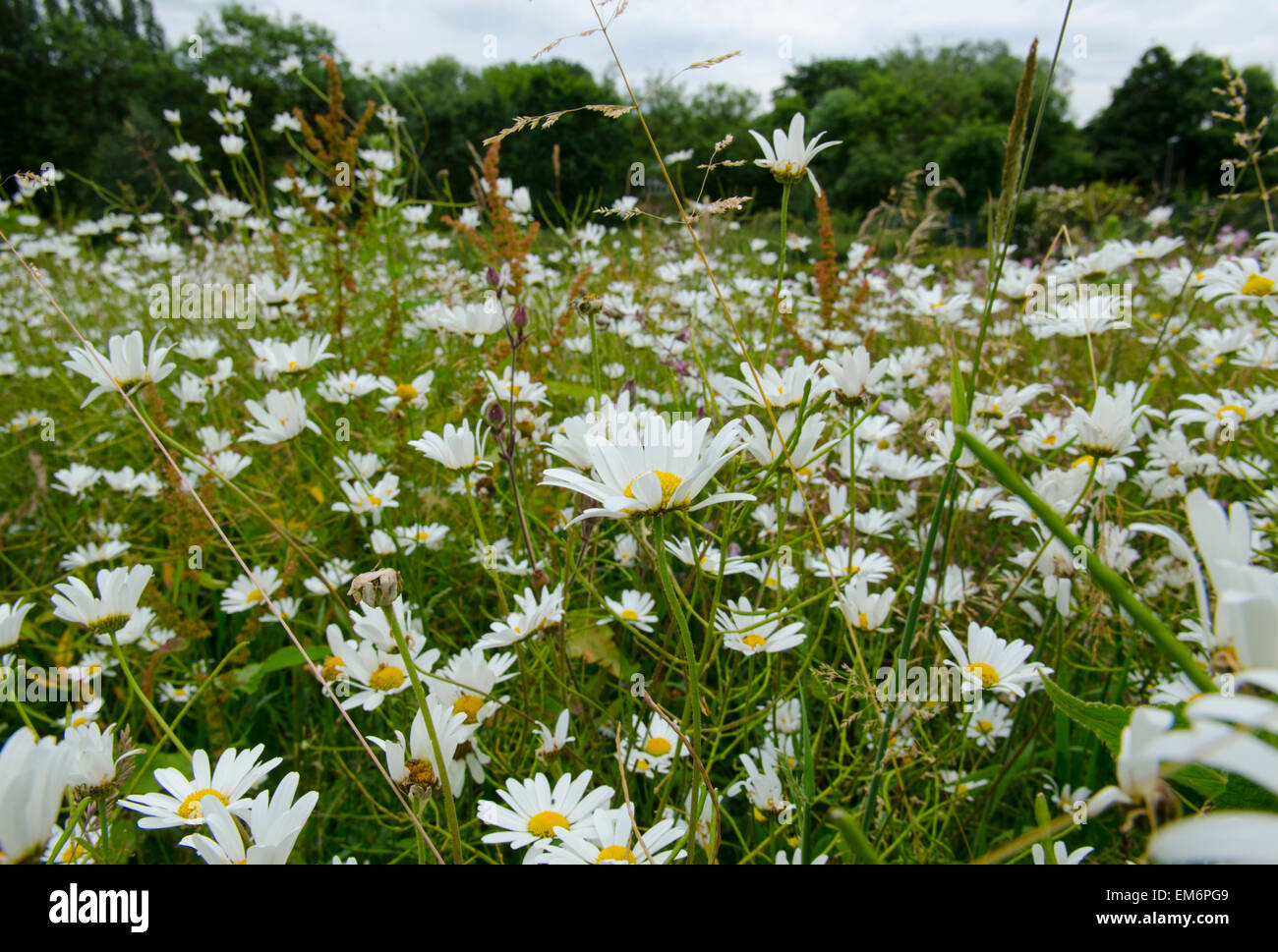 Daisy Field Stock Photo Alamy