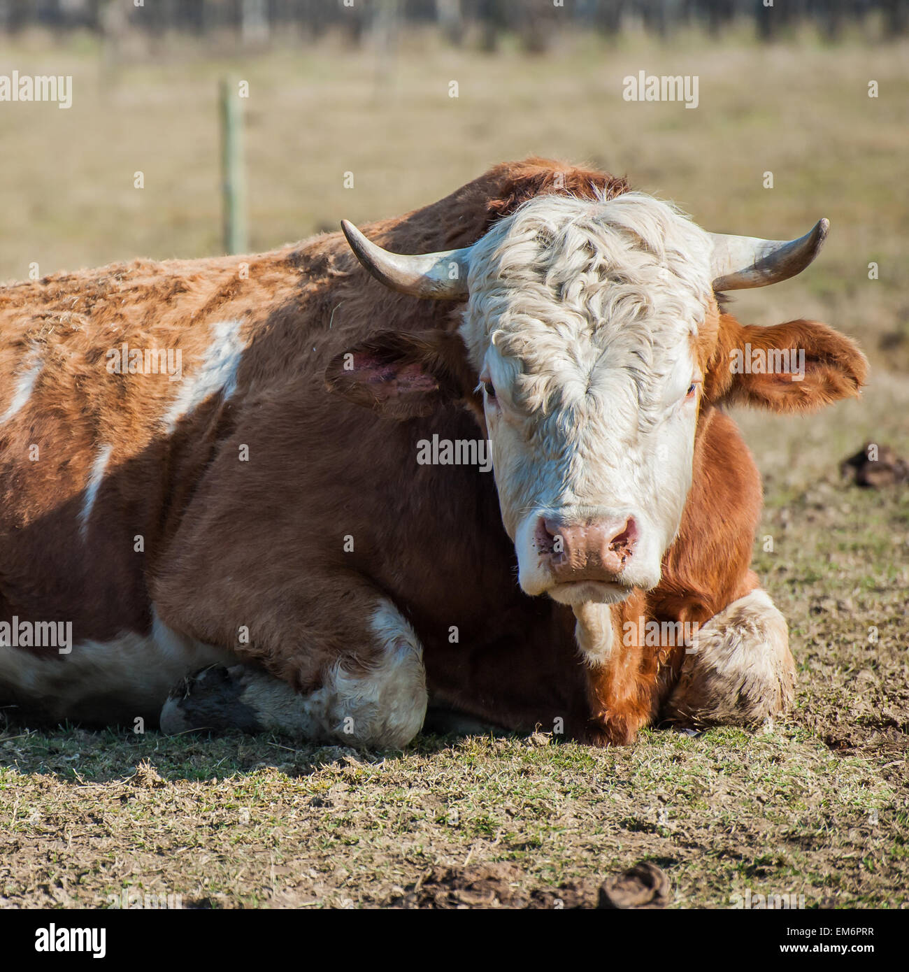 Portrait of cow, lying on the grass Stock Photo - Alamy