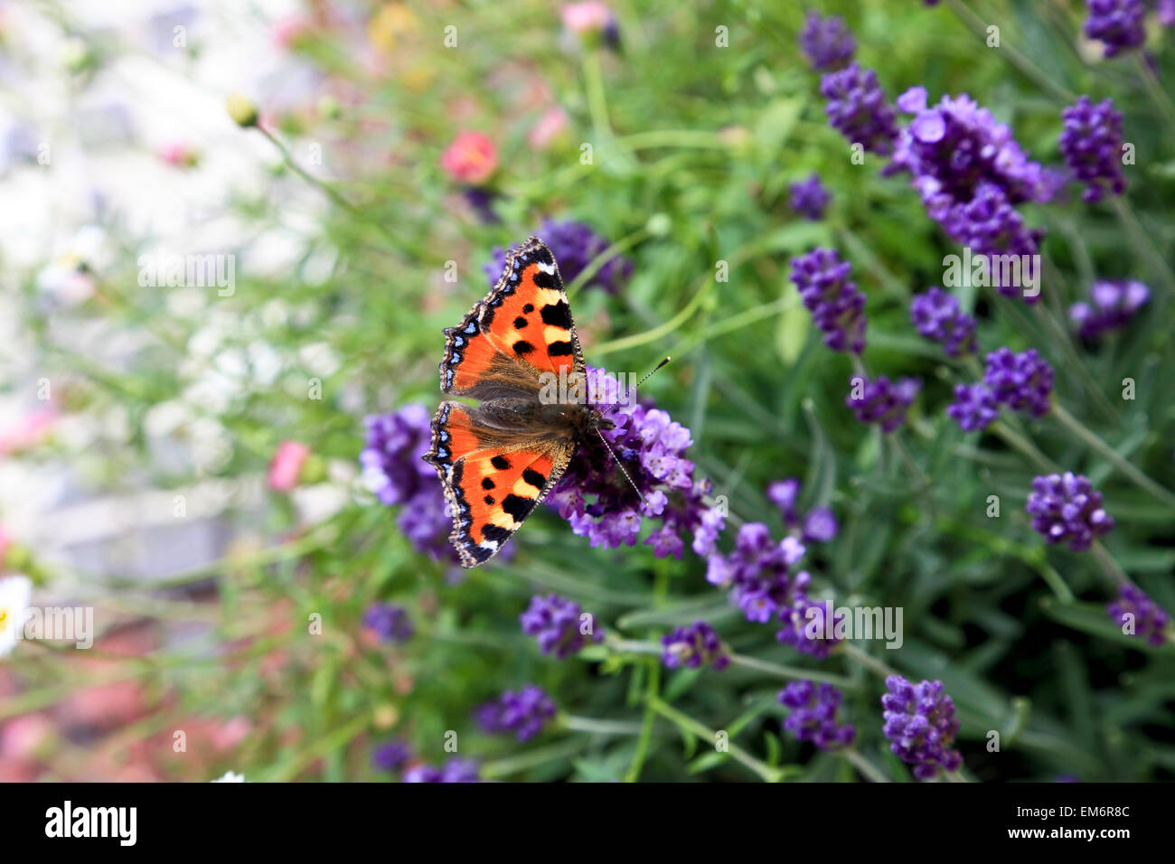 RS 4900. Small Tortoiseshell Butterfly on Lavender, Kent, England Stock Photo
