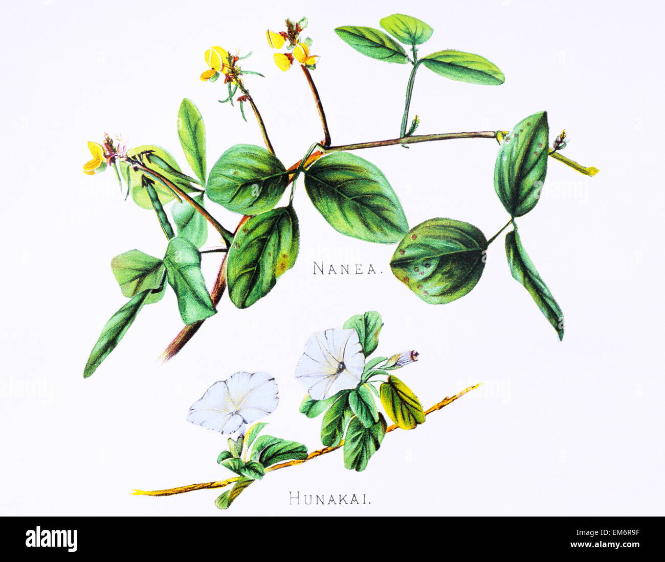 C. 1885 Isabella Sinclair, Nanea And Hunakai Flowers On Plant. Stock Photo