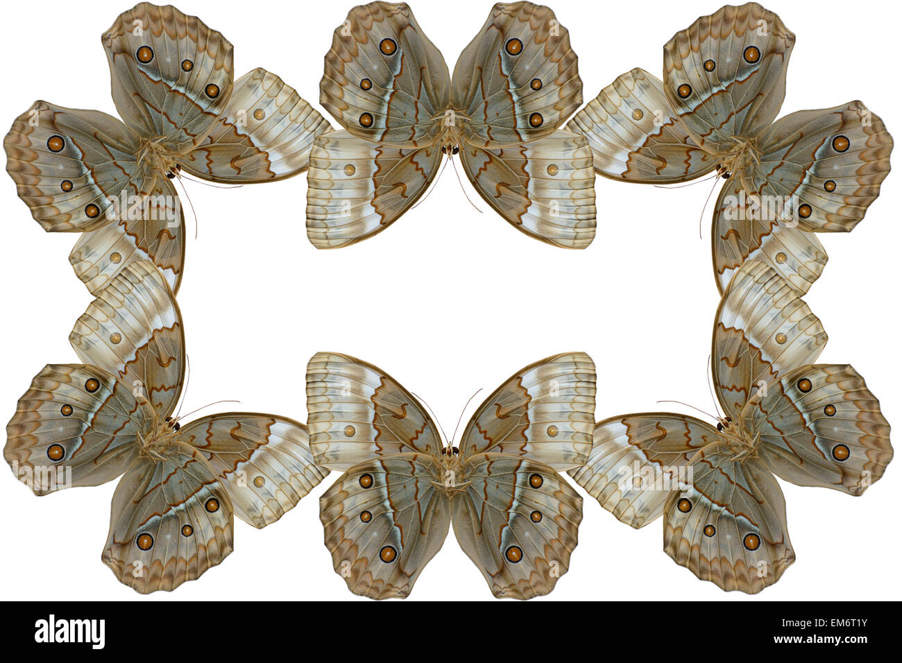 Beautiful wing detail of Cambodian Junglequeen Butterfly (Stichophthalma howqua) Stock Photo