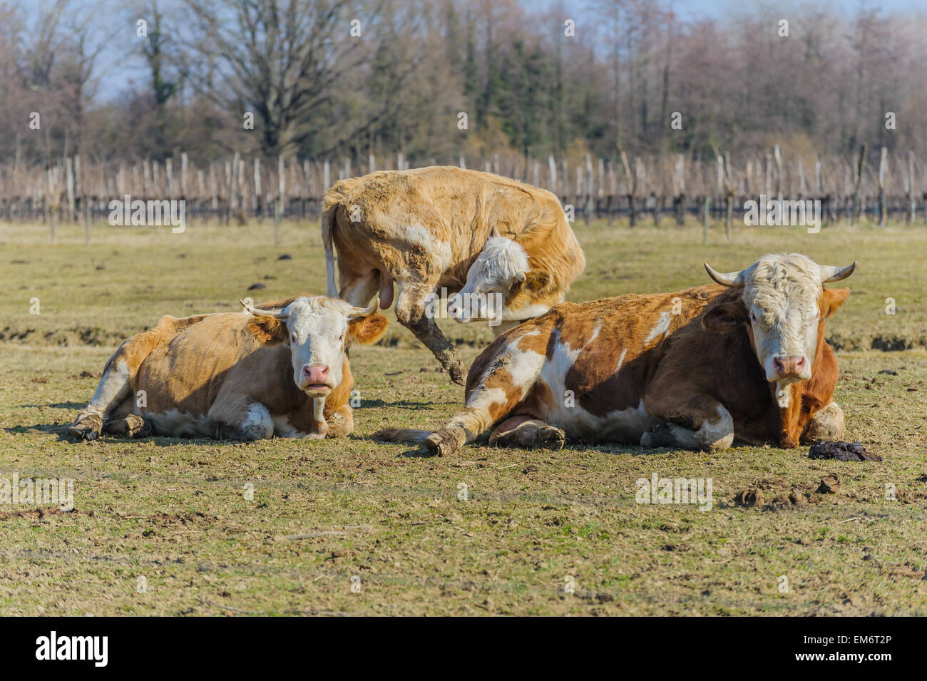 Three cows kept open, with the background of a vineyard. Stock Photo