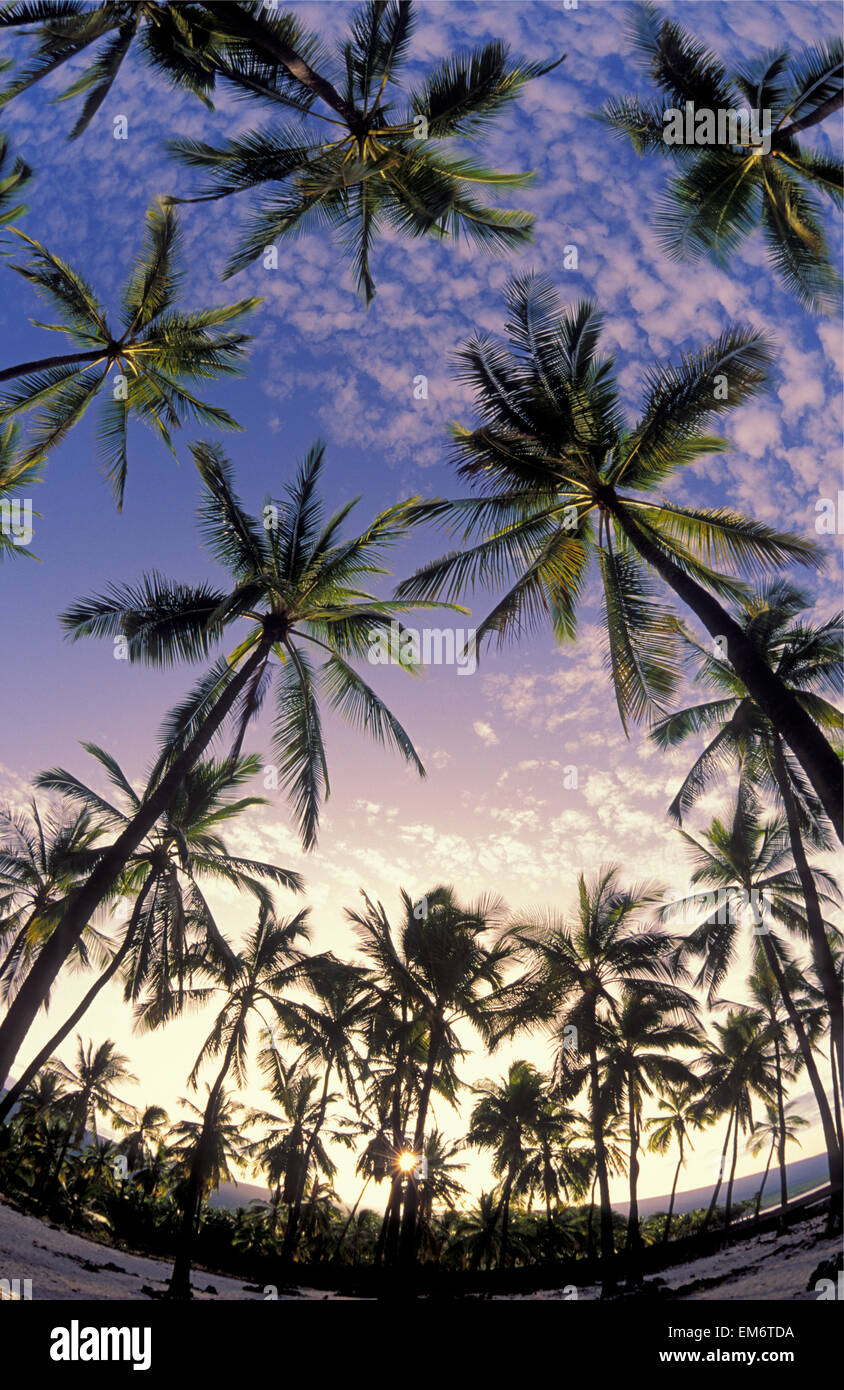 Coconut palm tree grove at Pu’uhonua O Honaunau National Historical