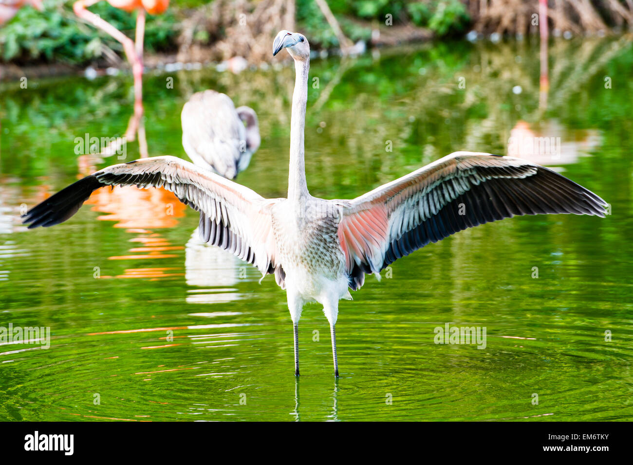 The greater flamingo is found in Africa, Asia, and Europe. Most of the plumage is pinkish-white. Stock Photo