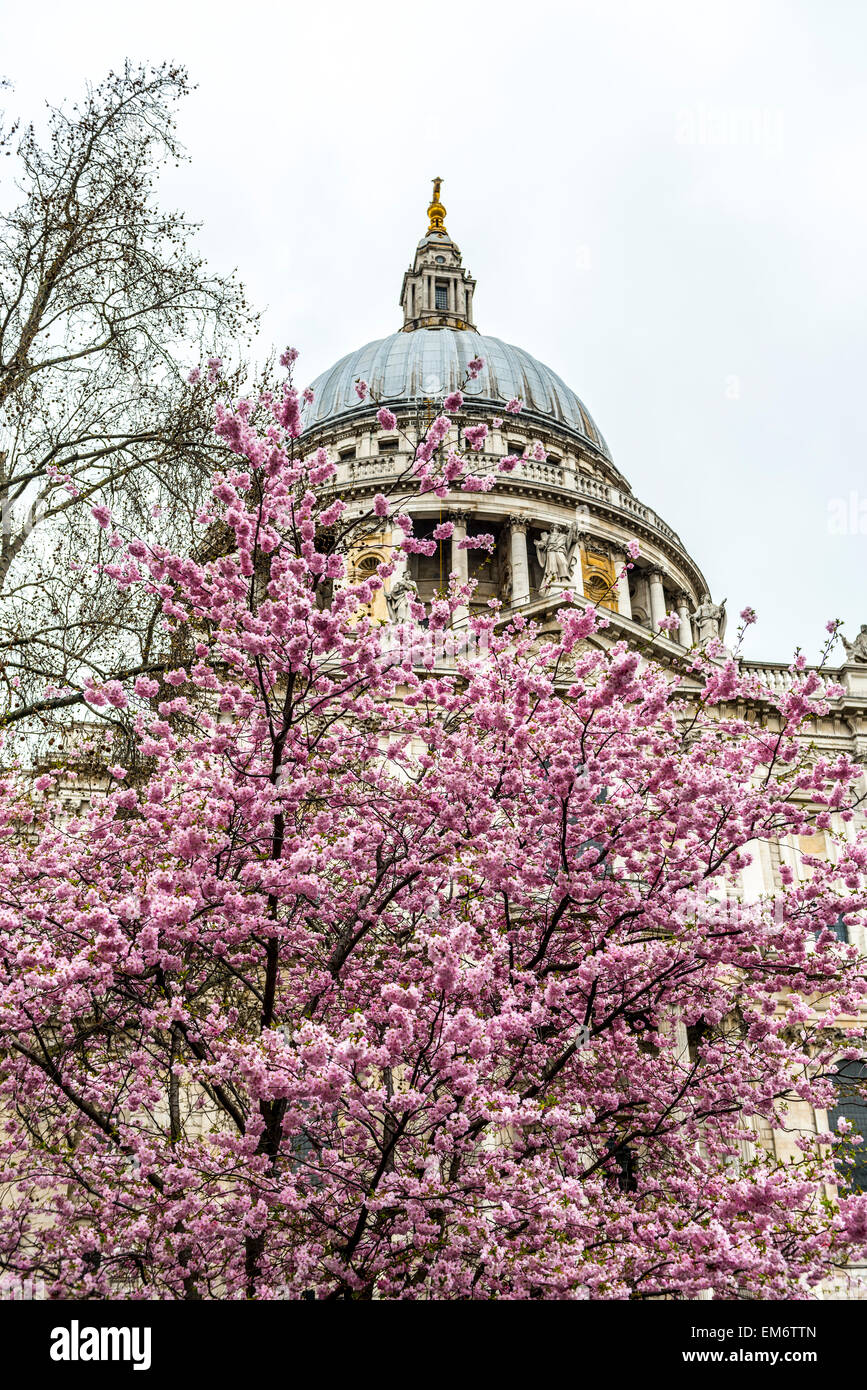 St Paul's Cathedral, London, is an Anglican cathedral, the seat of the Bishop of London. It sits at the top of Ludgate Hill. Stock Photo