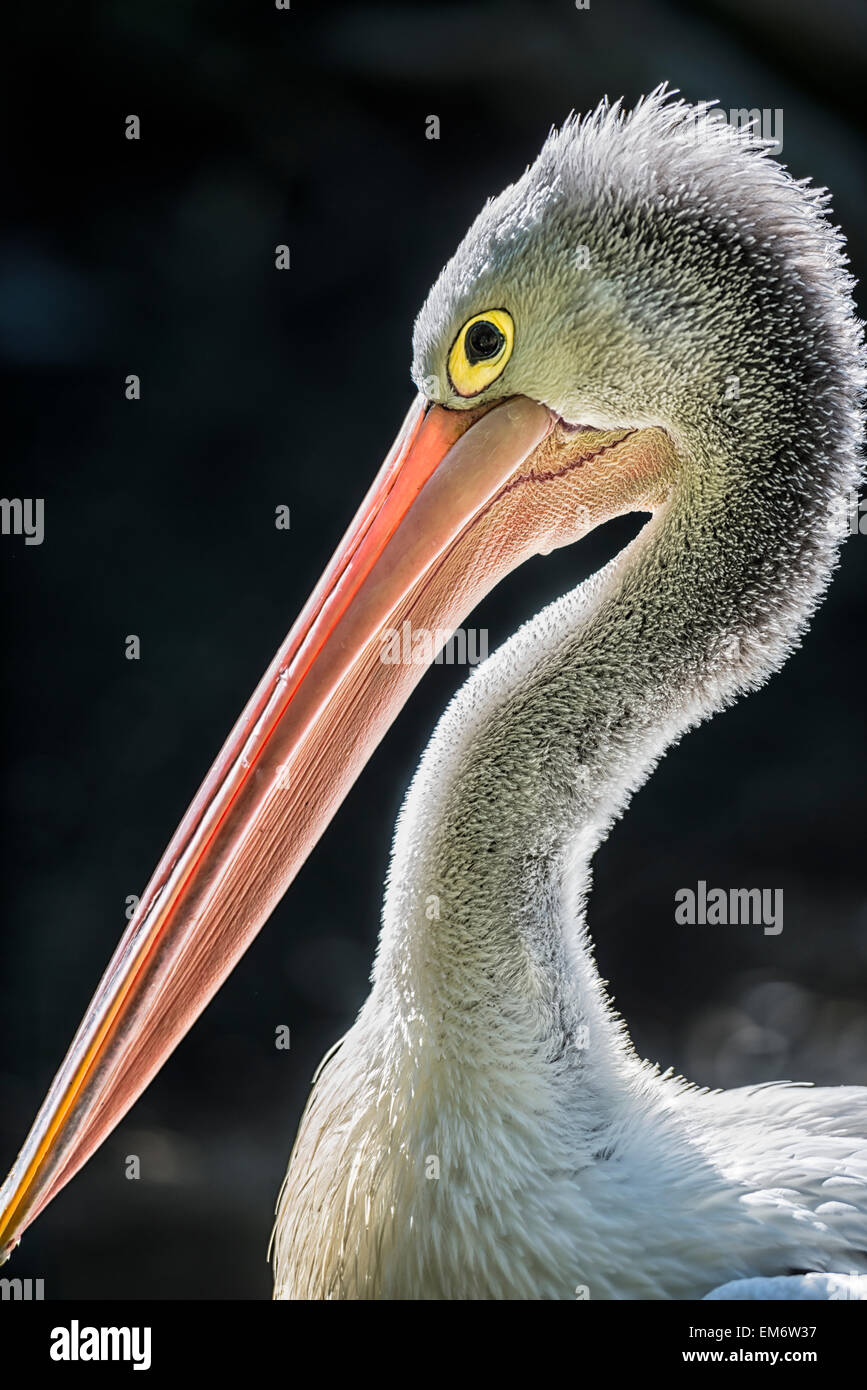 black bird with long beak stock photos black bird with long beak