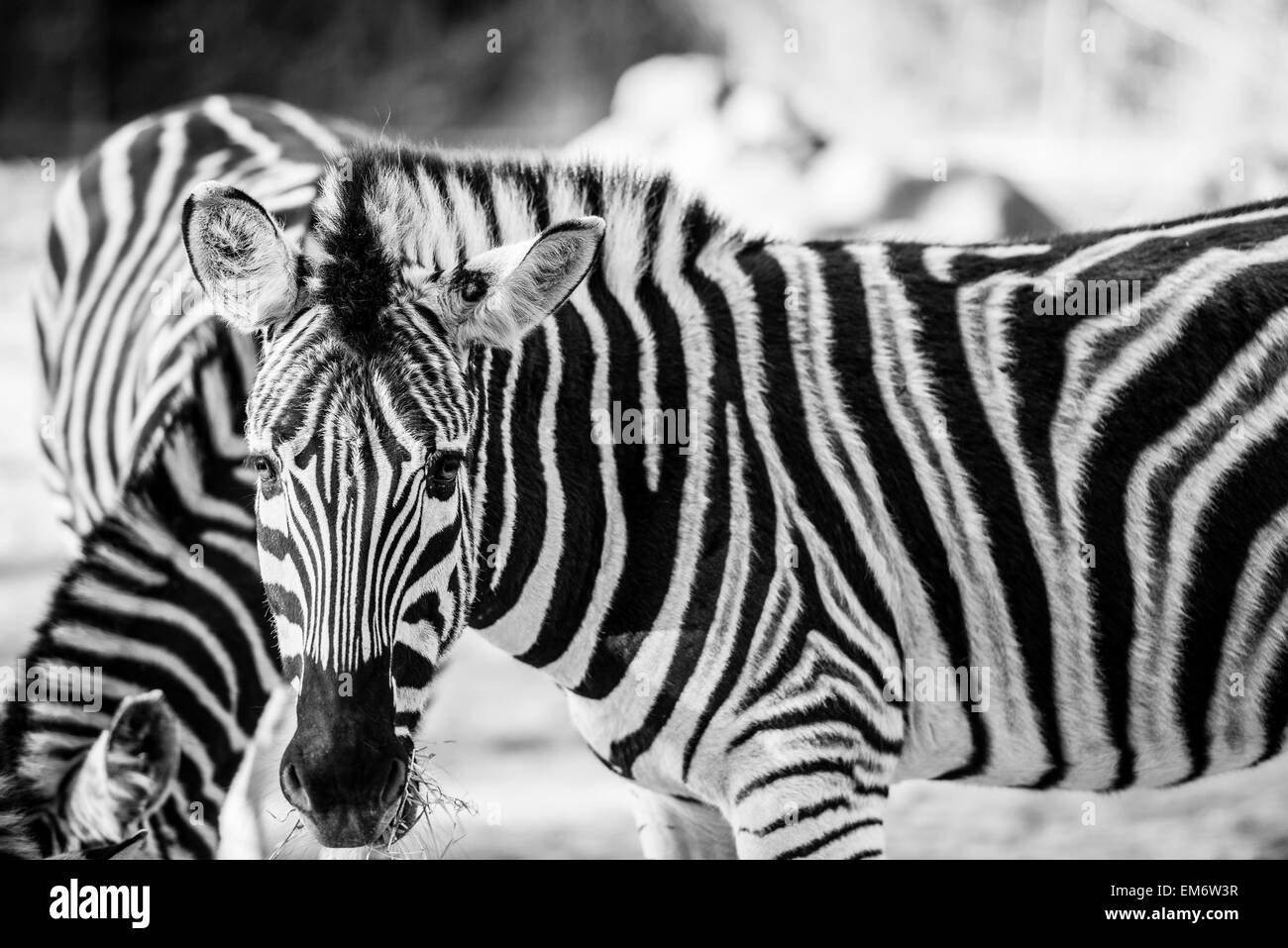 Zebra grazing in the wild field. Black and white stripes creates a prominent pattern with contrast in its coat.  Photographed in Stock Photo