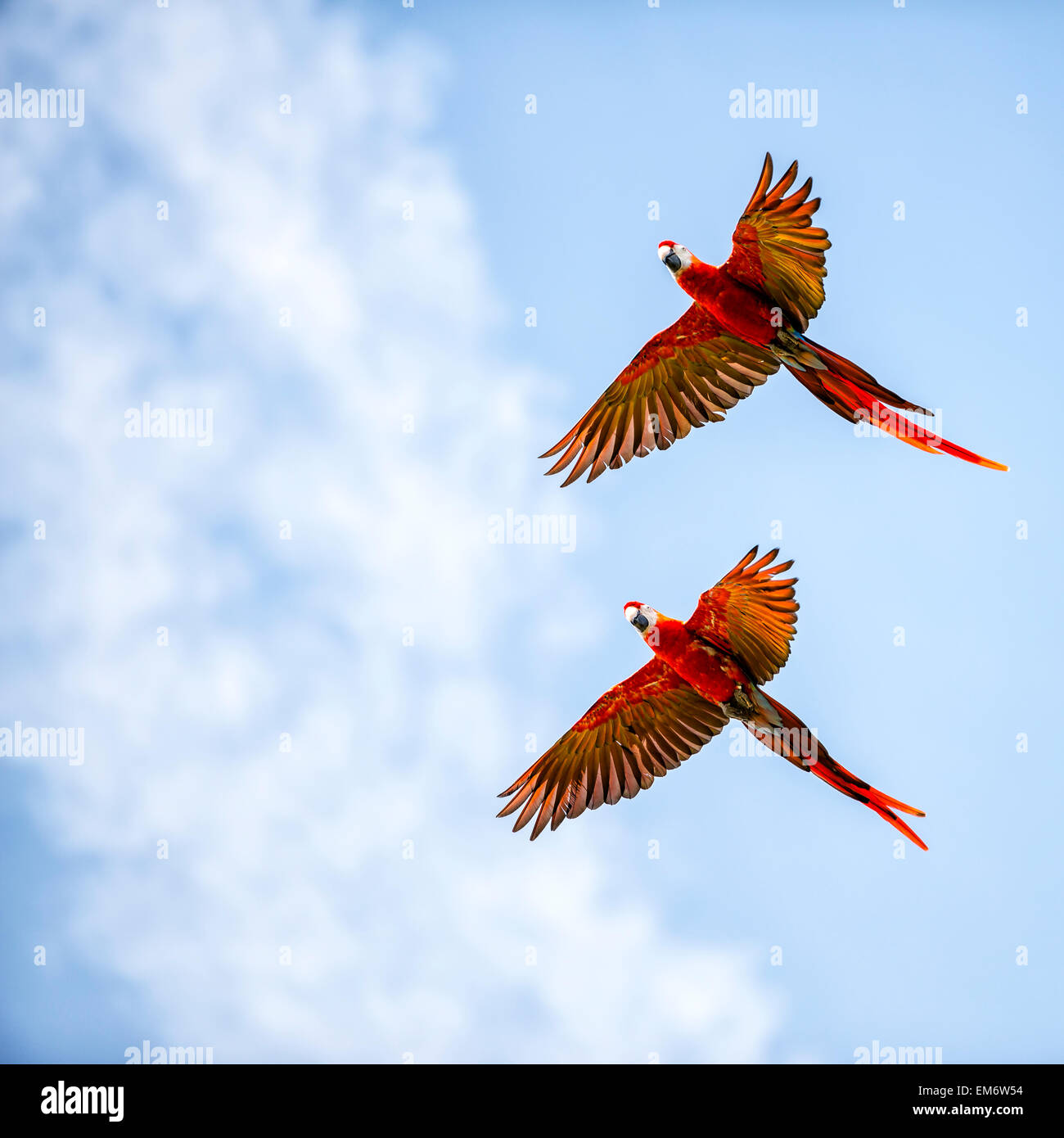 Beautiful bright multi colored pair of macaws flying in the sky. The plumage is mostly scarlet Stock Photo