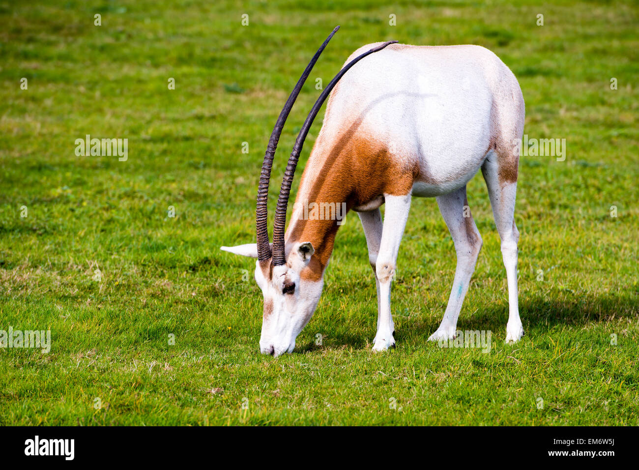 spiral horned antelope spiral horned antelope
