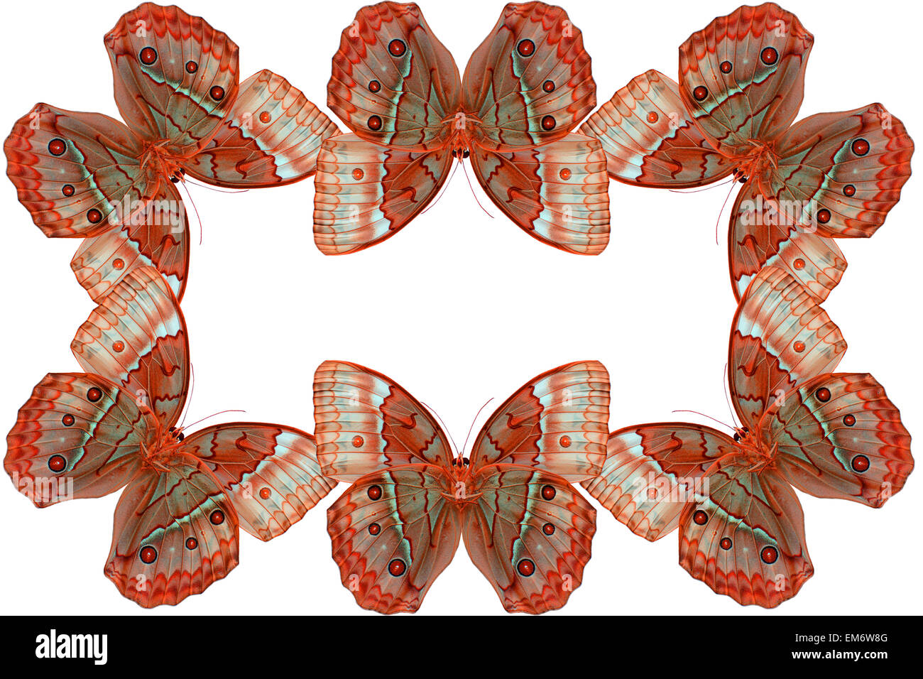Beautiful Cambodian Junglequeen Butterfly (Stichophthalma howqua) in process color isolated on white Stock Photo