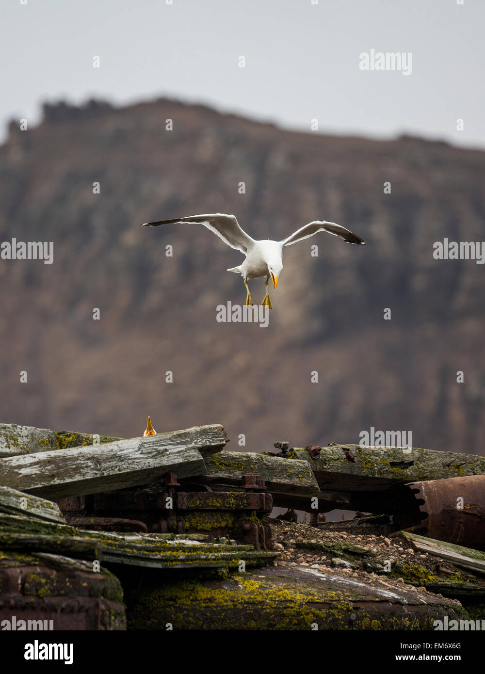 hovering kelp gull feeding young (Larus dominicanus) at Whalers Bay, Deception Island, Antarctica Stock Photo